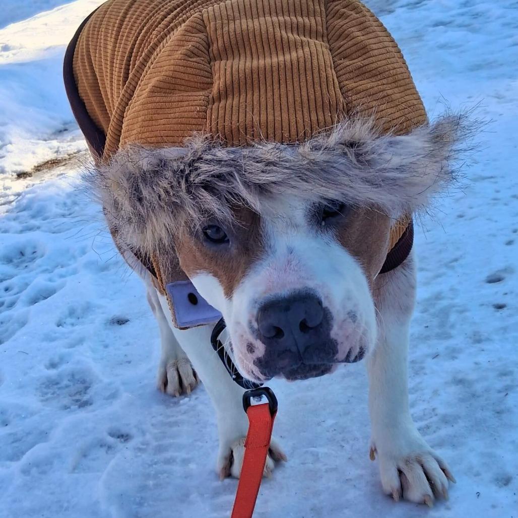 Enlarge Simba, a Adoptable Mixed Breed in South Portland, ME image 5/5