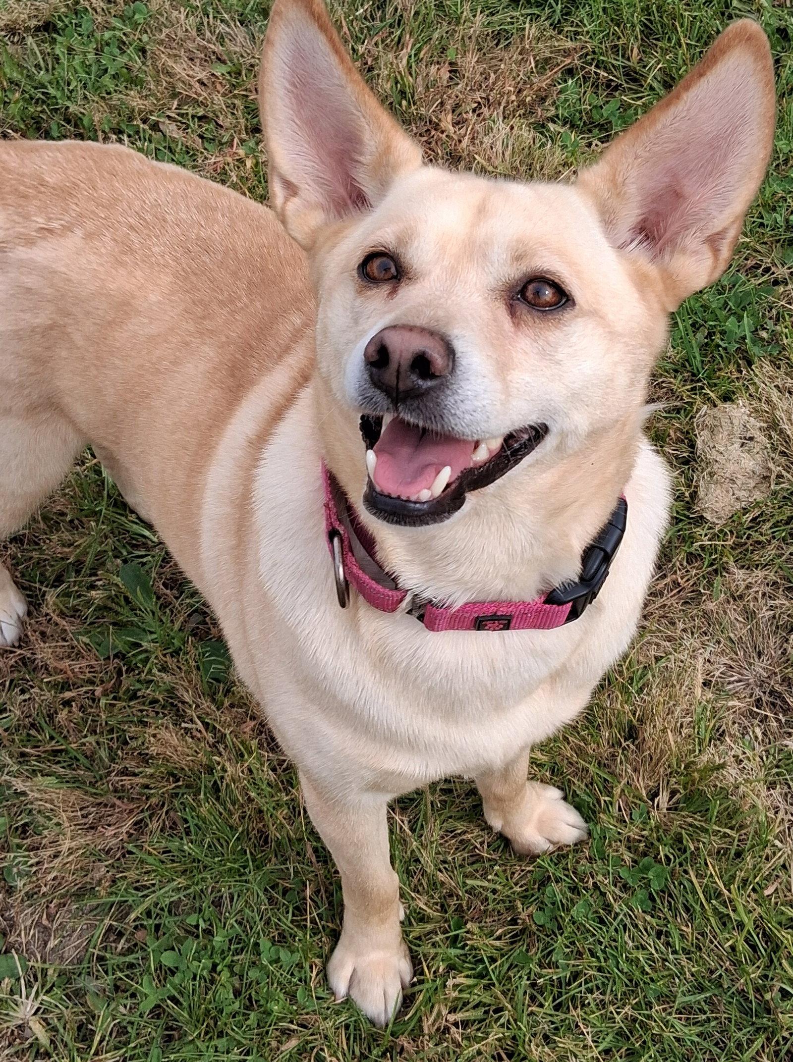 Enlarge Bonnie, a Adoptable mixed breed in Cuyahoga Falls, OH image 1/3