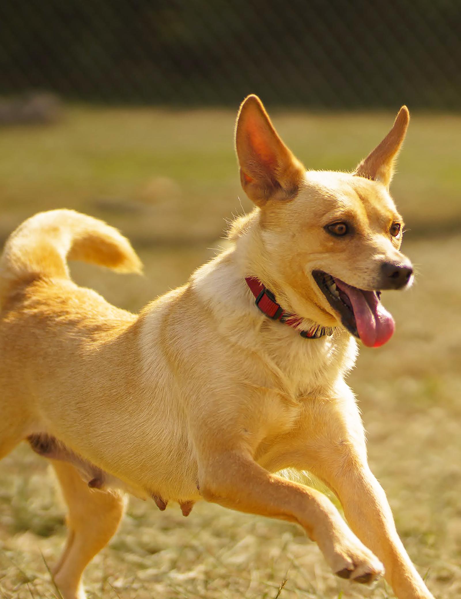 Enlarge Bonnie, a Adoptable mixed breed in Cuyahoga Falls, OH image 2/3