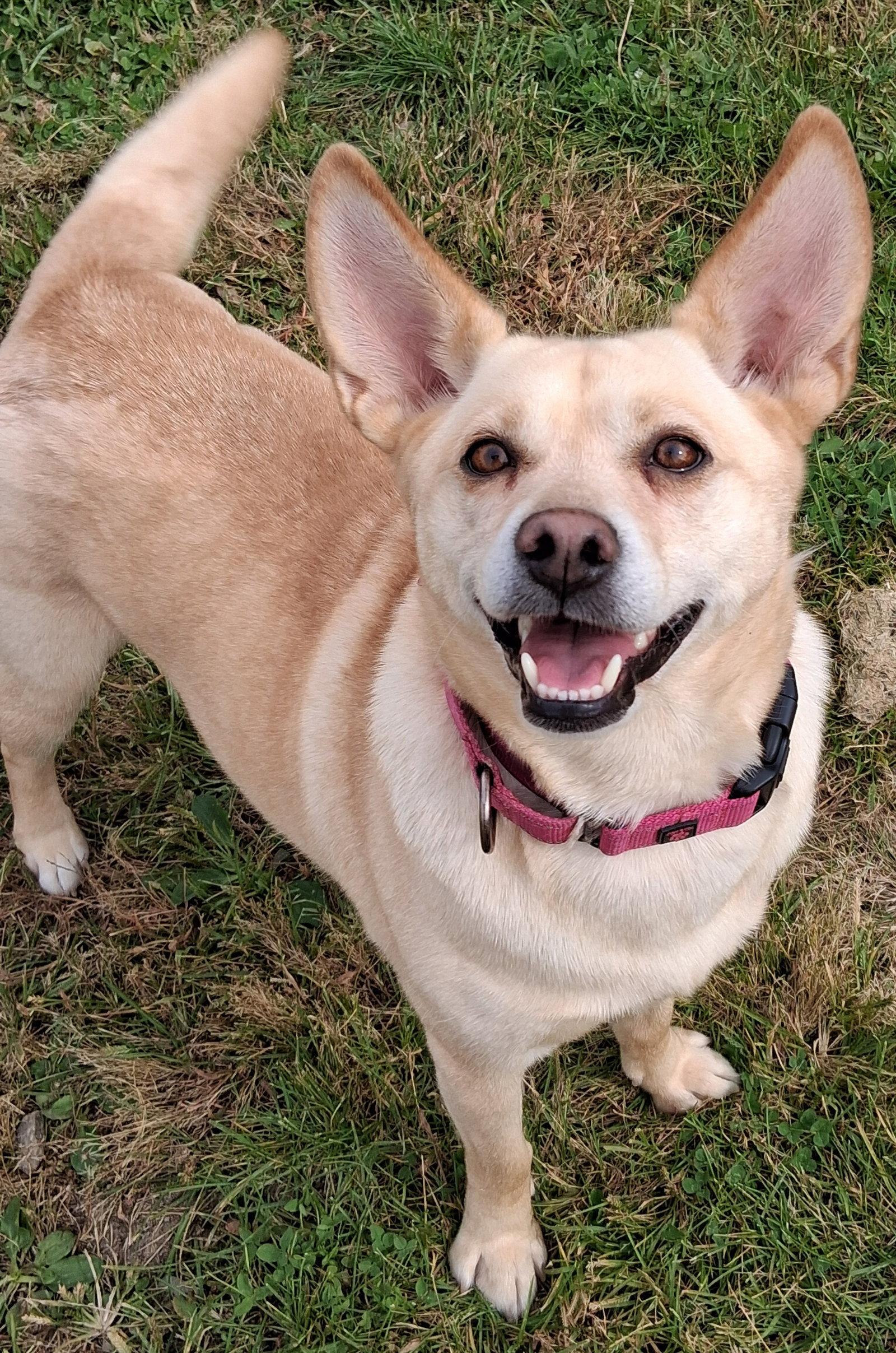 Enlarge Bonnie, a Adoptable mixed breed in Cuyahoga Falls, OH image 3/3