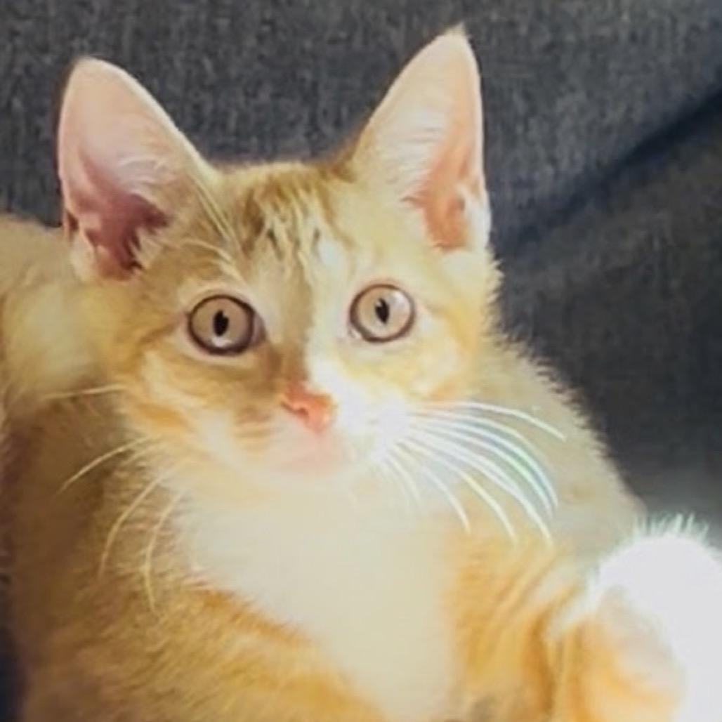 PinPIn, ADOPTABLE, Young Female Domestic Short Hair.