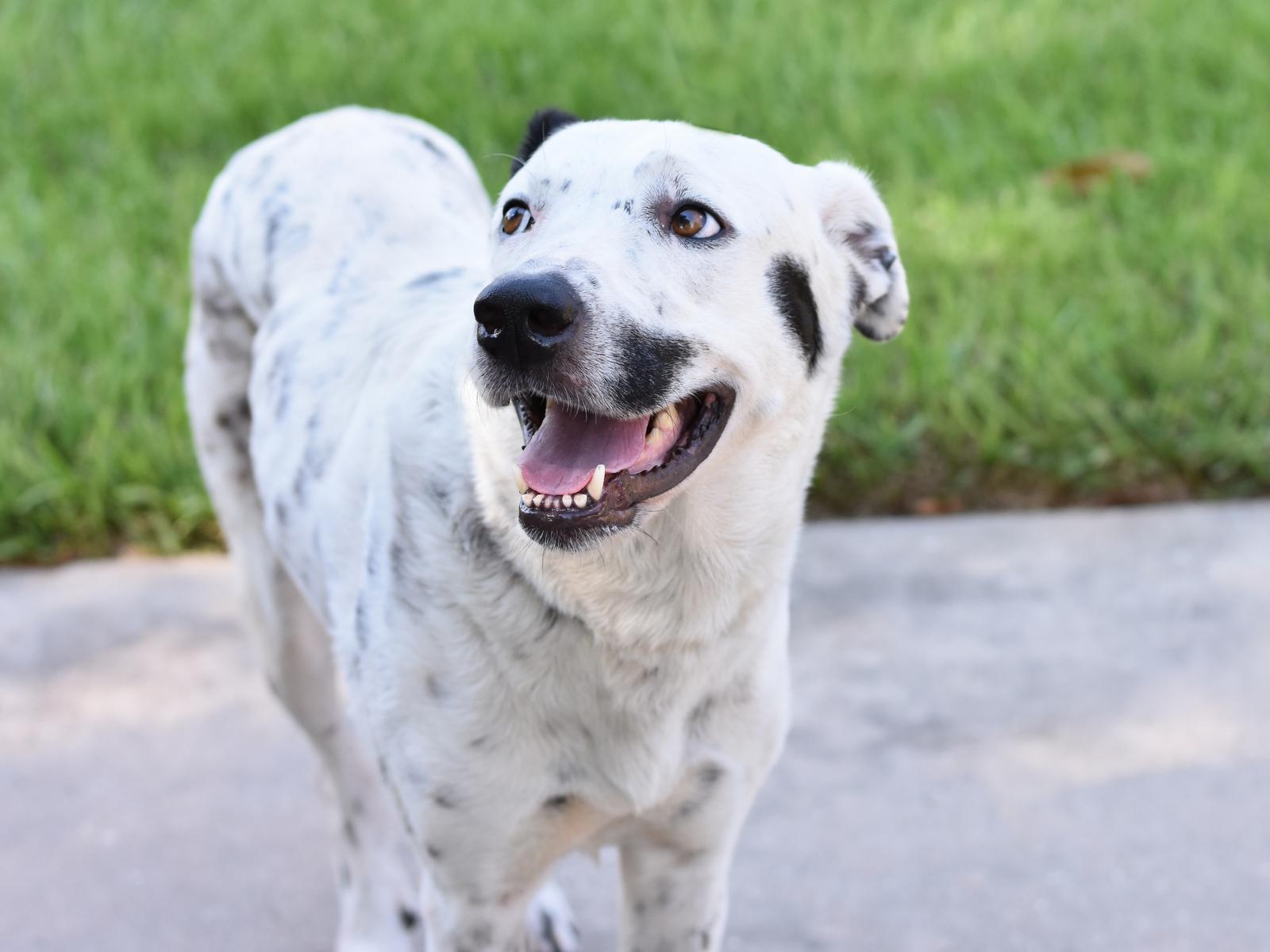 Enlarge Shelby, a Adoptable mixed breed in Coopersburg, PA image 3/6