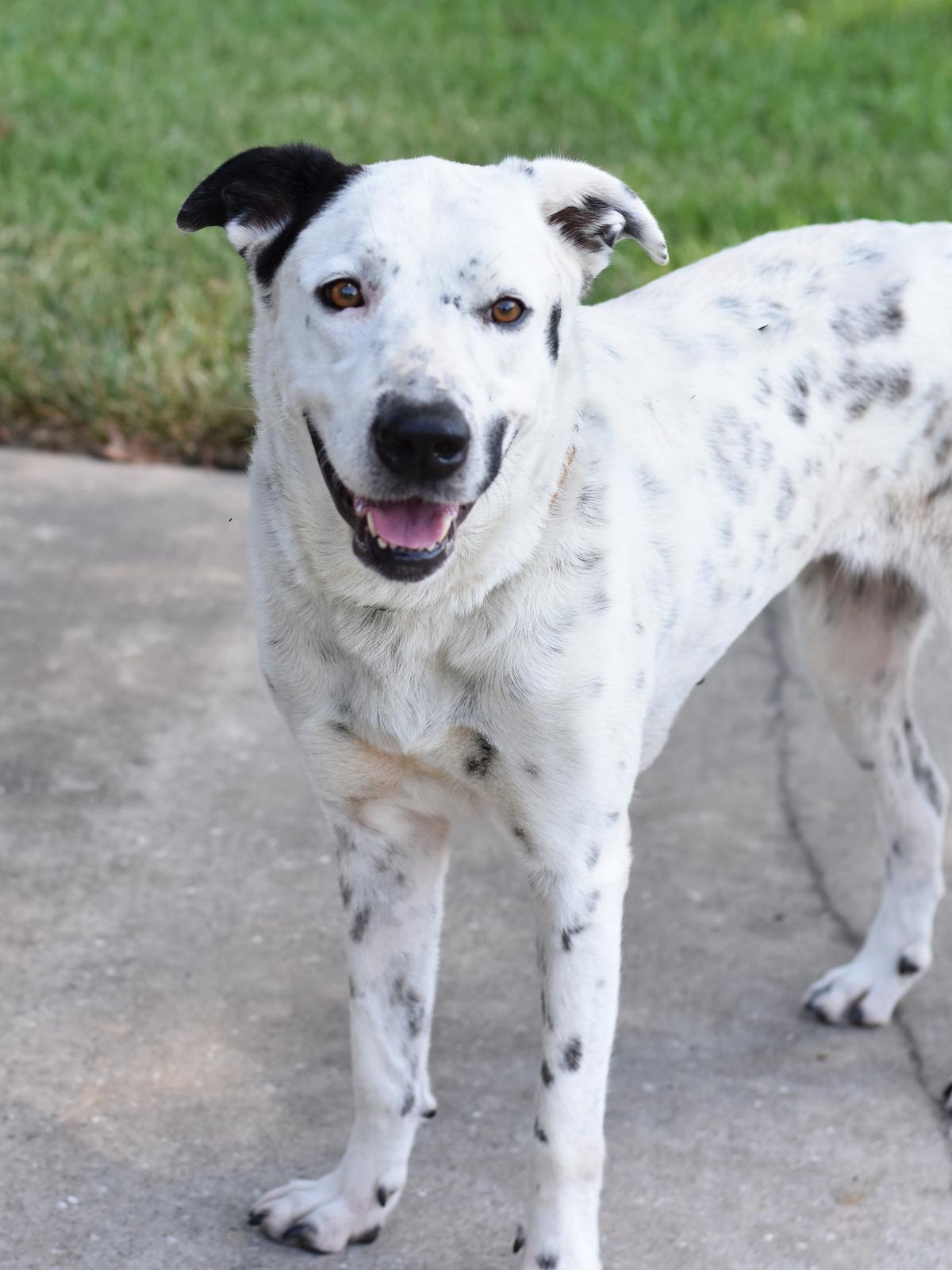 Shelby, Adoptable, Adult Female Dalmatian & Labrador Retriever.