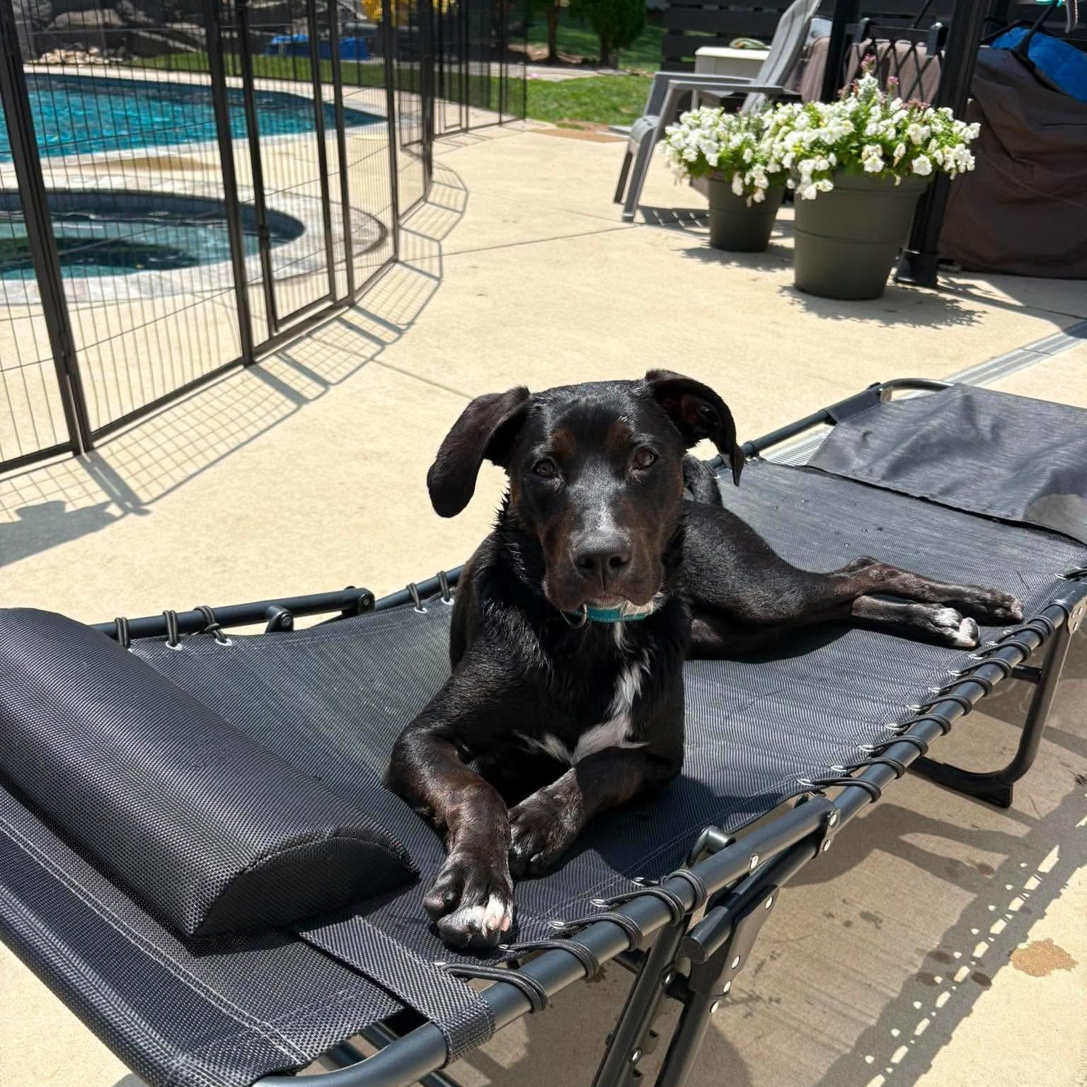 Aries, adopted, Young Male Labrador Retriever & Boxer.