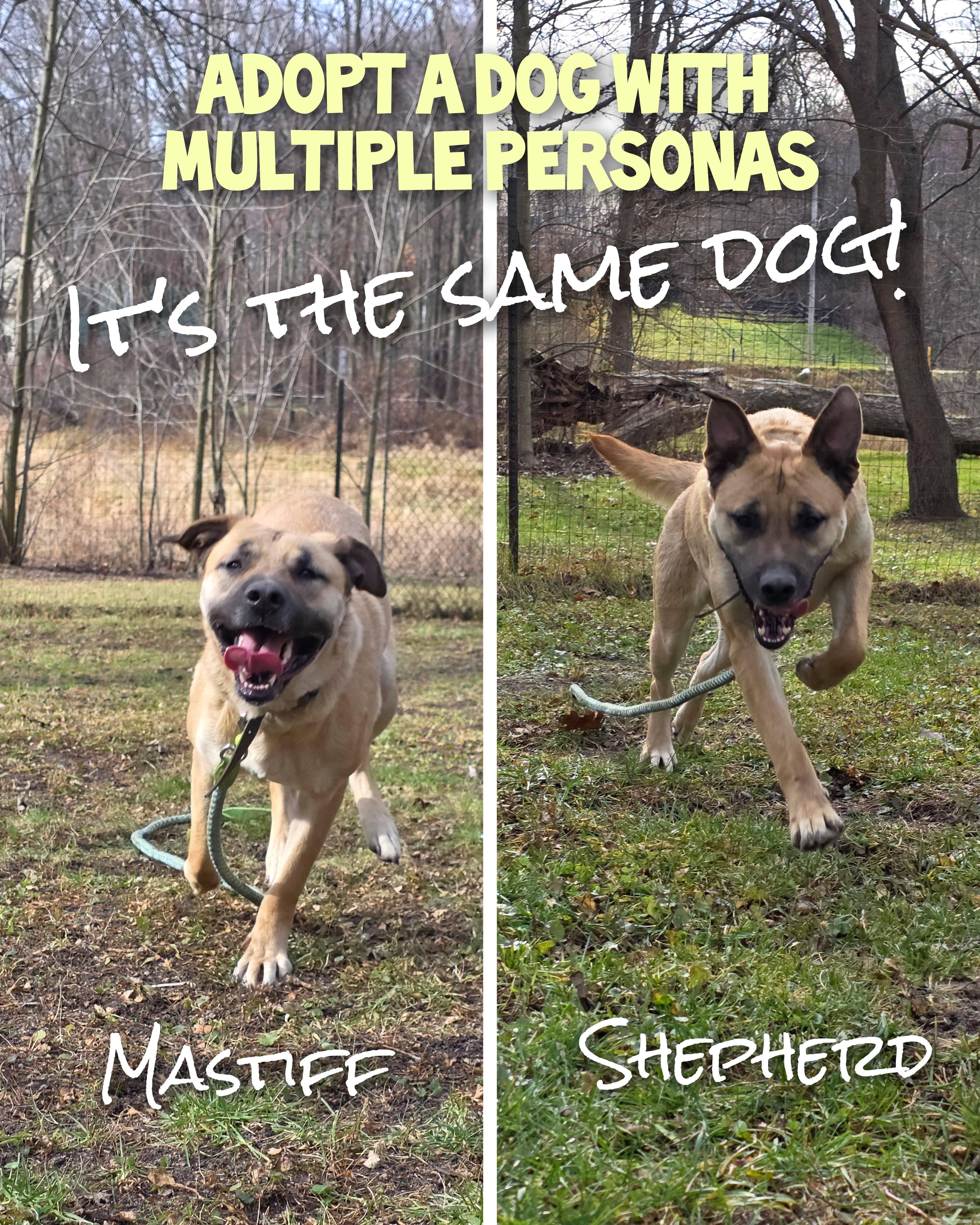 Scooby, Adoptable, Adult Male Anatolian Shepherd & Bullmastiff.