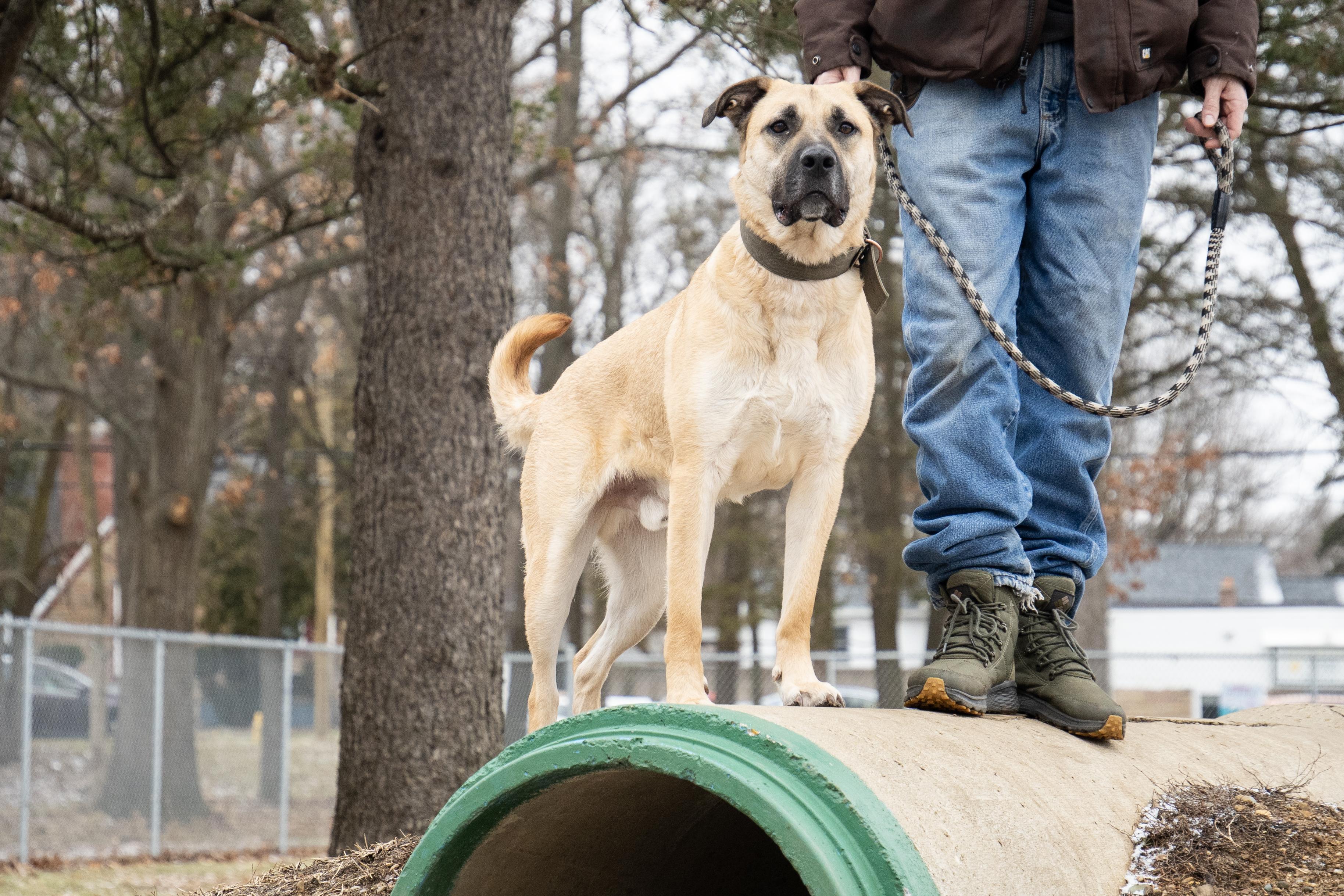 Enlarge Scooby, a Adoptable mixed breed in Battle Creek, MI image 2/5