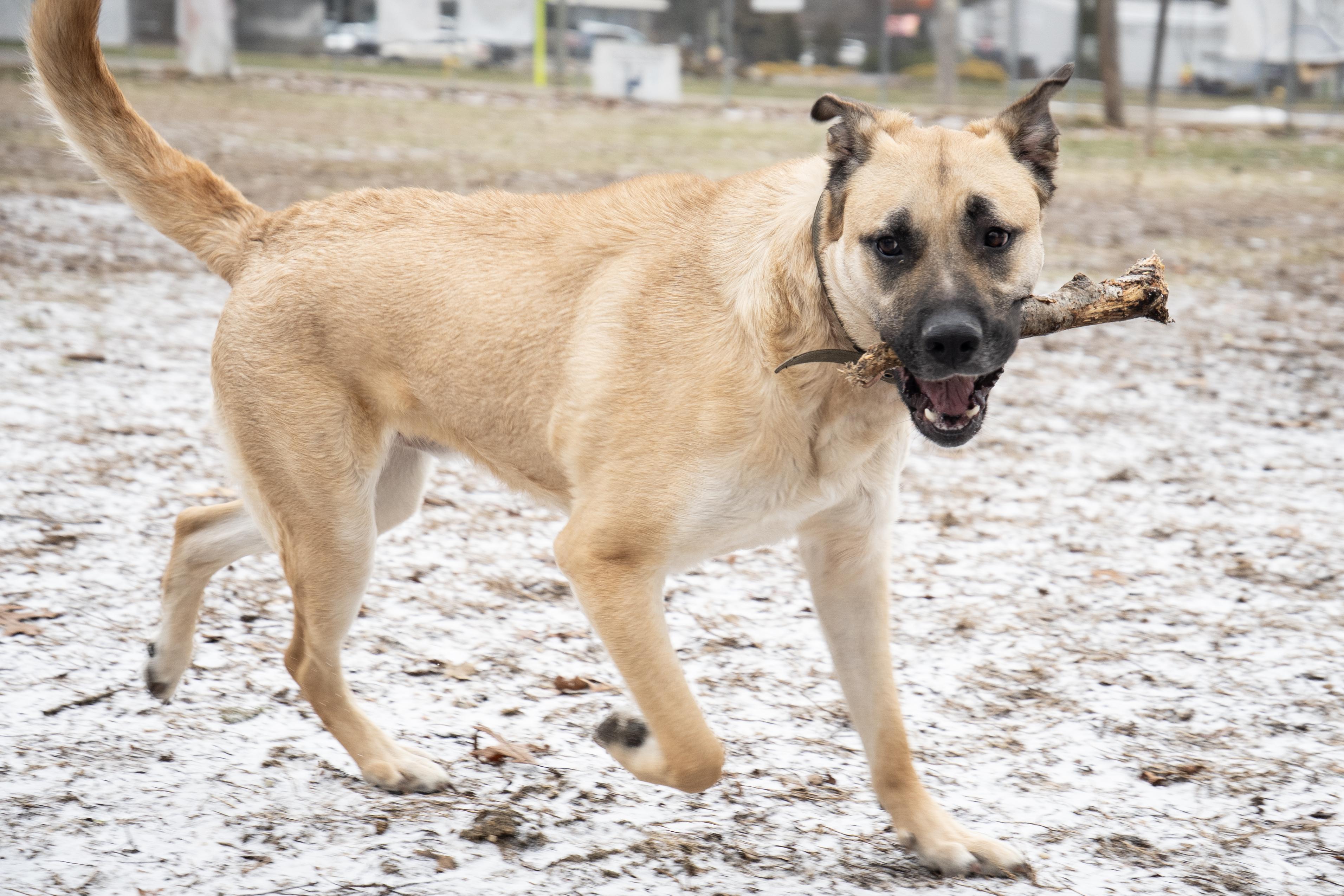 Enlarge Scooby, a Adoptable mixed breed in Battle Creek, MI image 5/5