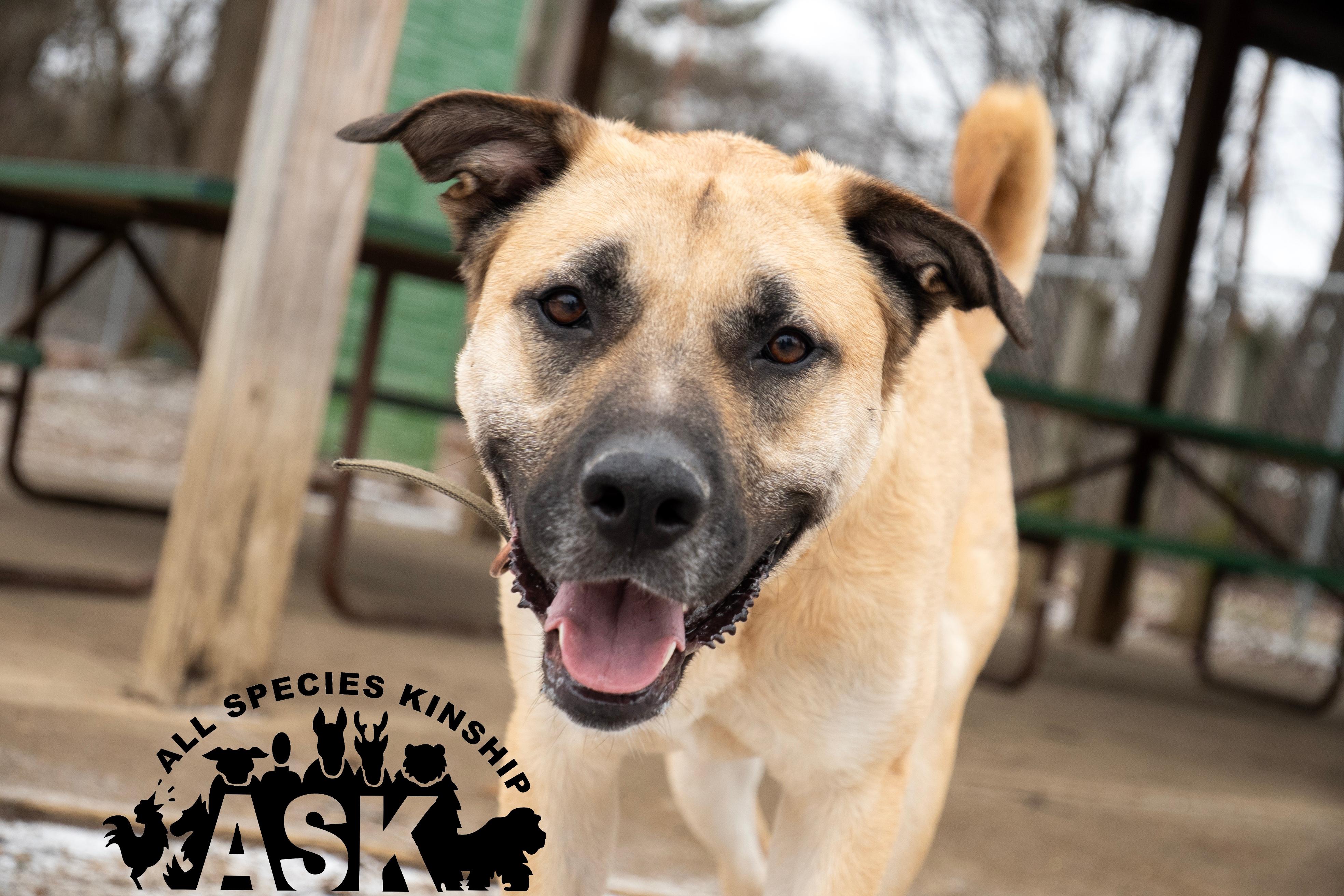 Scooby, Adoptable, Adult Male Anatolian Shepherd & Mastiff.