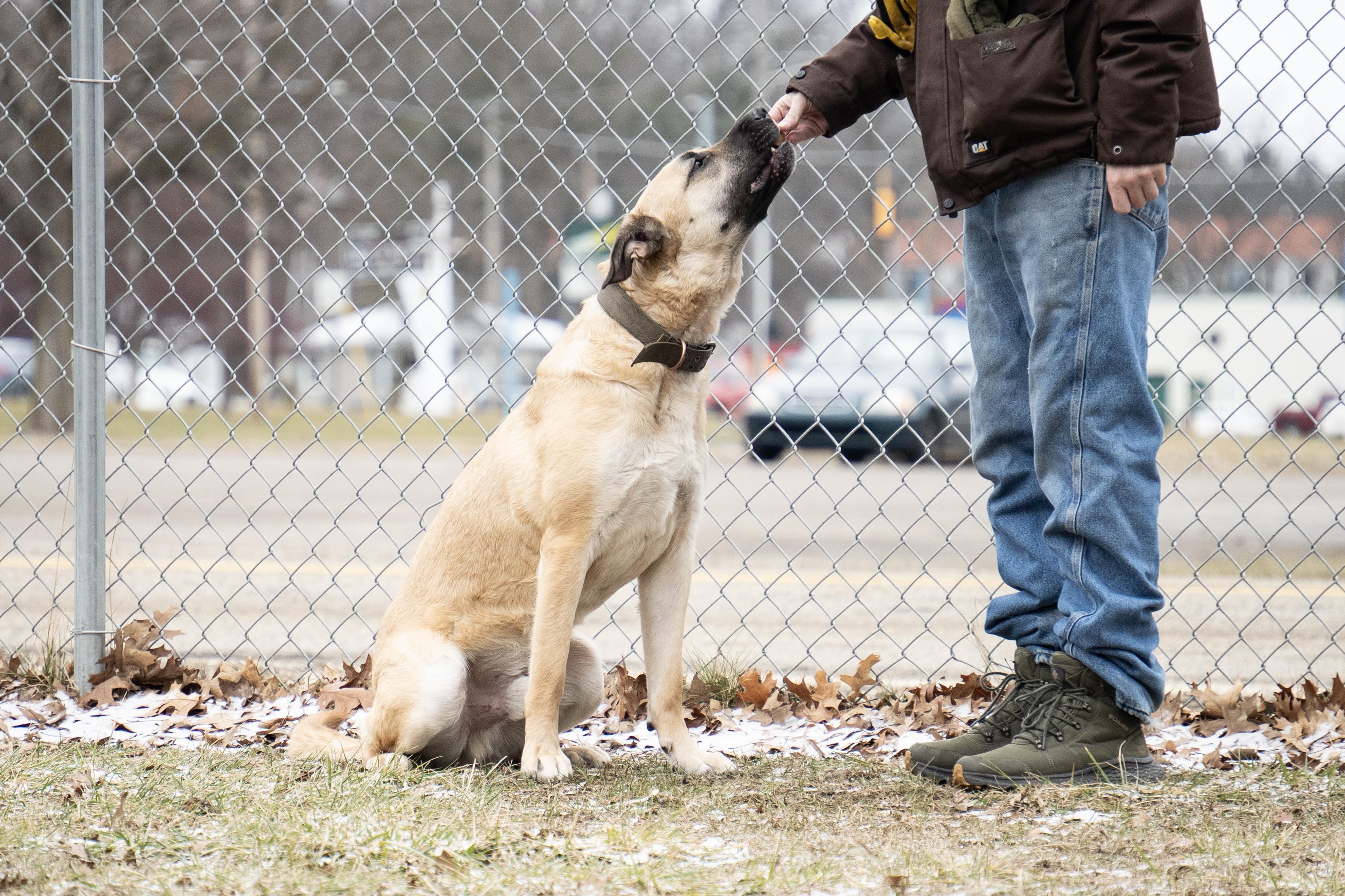 Enlarge Scooby, a Adoptable mixed breed in Battle Creek, MI image 4/5