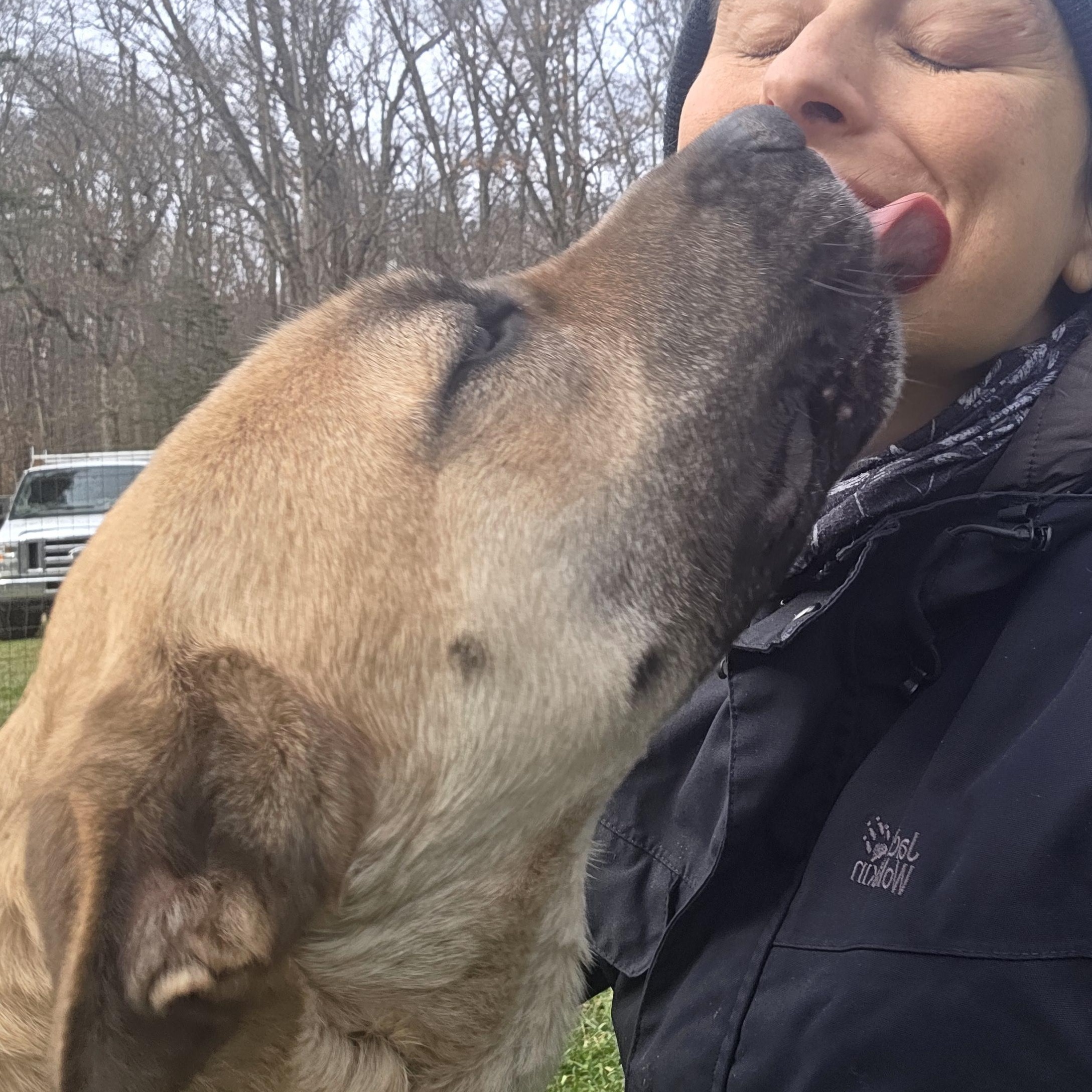 Scooby, a Adoptable mixed breed in Battle Creek, MI image 2/5