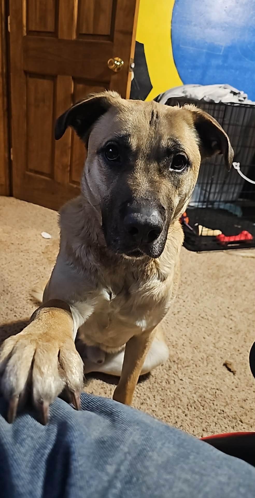 Scooby, a Adoptable mixed breed in Battle Creek, MI image 3/5