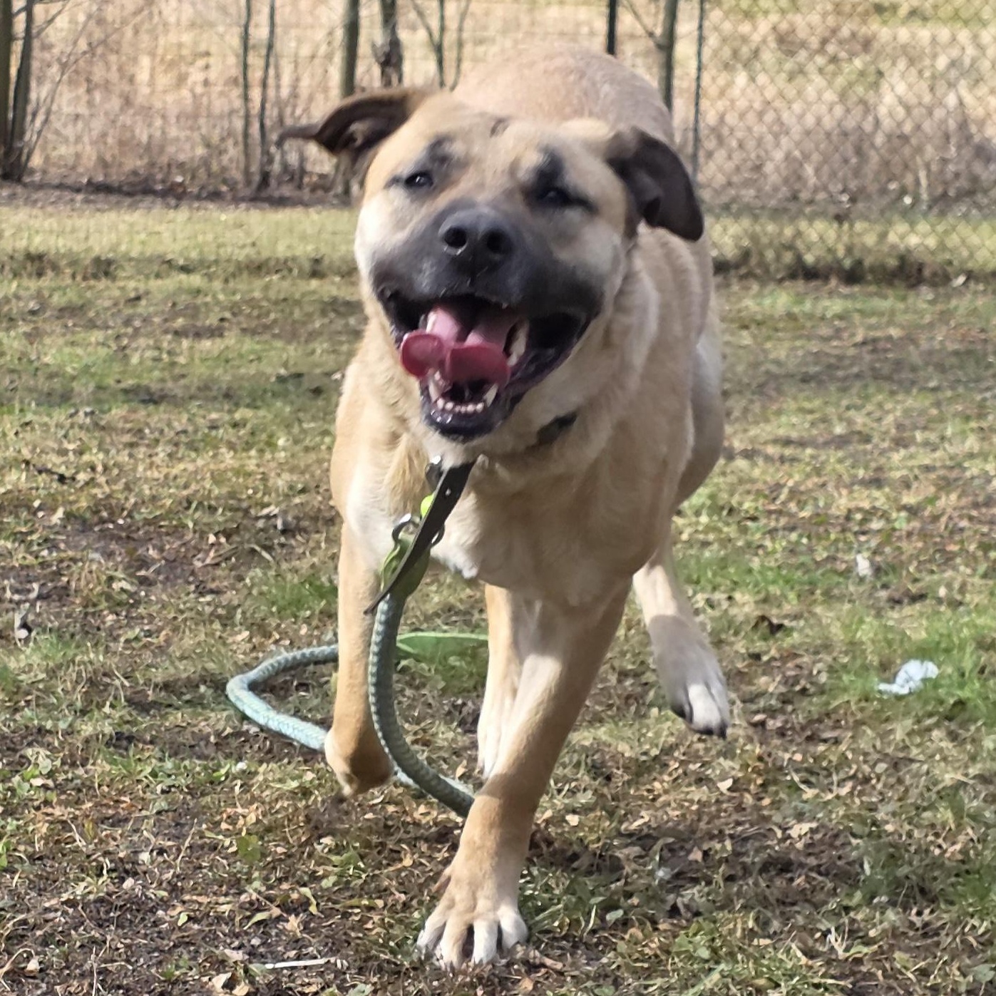 Scooby, a Adoptable mixed breed in Battle Creek, MI image 5/5