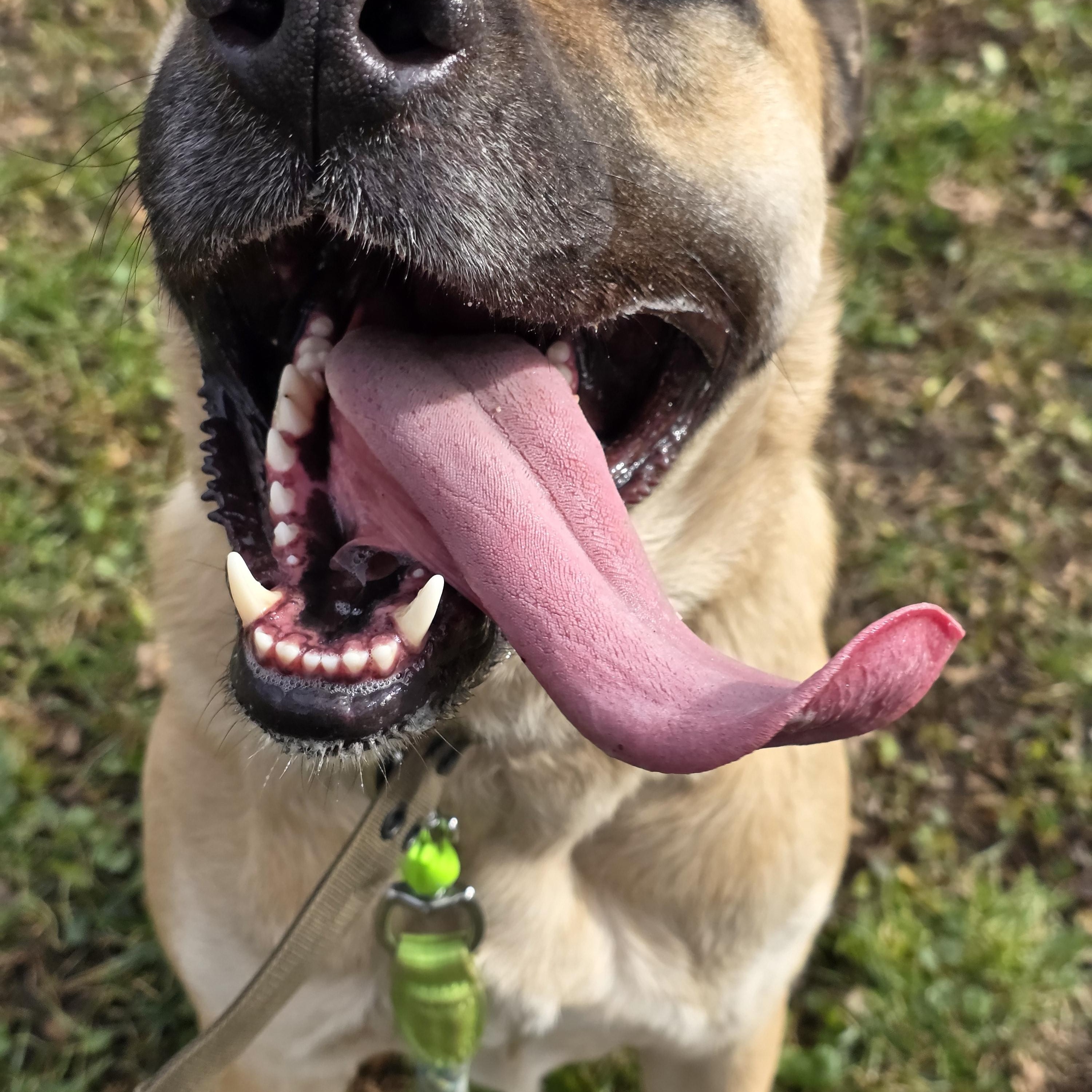 Scooby, Adoptable, Adult Male Anatolian Shepherd & Bullmastiff.