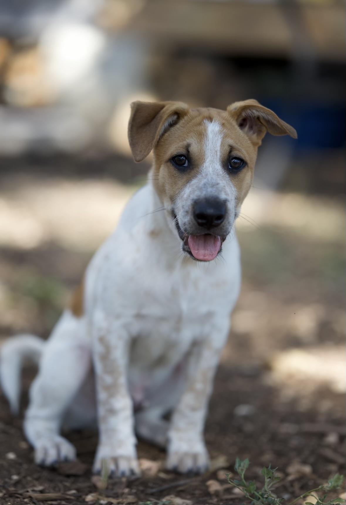 Enlarge Tristan, a Adoptable mixed breed in Johnson City, TX image 1/2