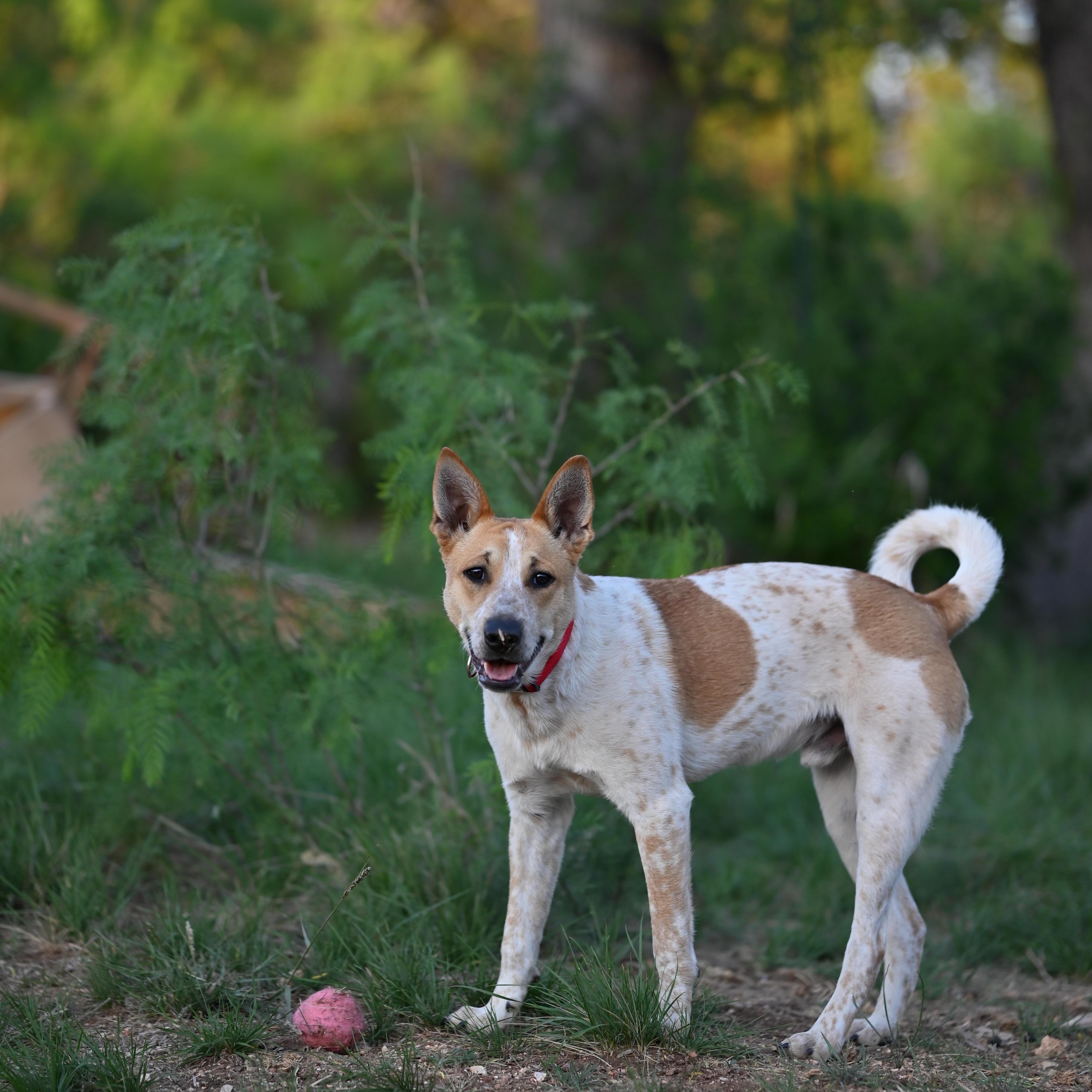 Tristan, Adoptable, Young Male Australian Cattle Dog / Blue Heeler & Corgi.