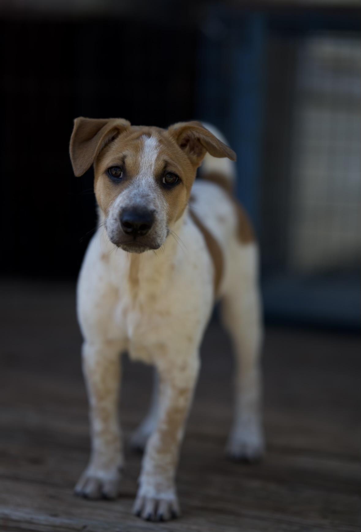 Enlarge Tristan, a Adoptable mixed breed in Johnson City, TX image 2/2