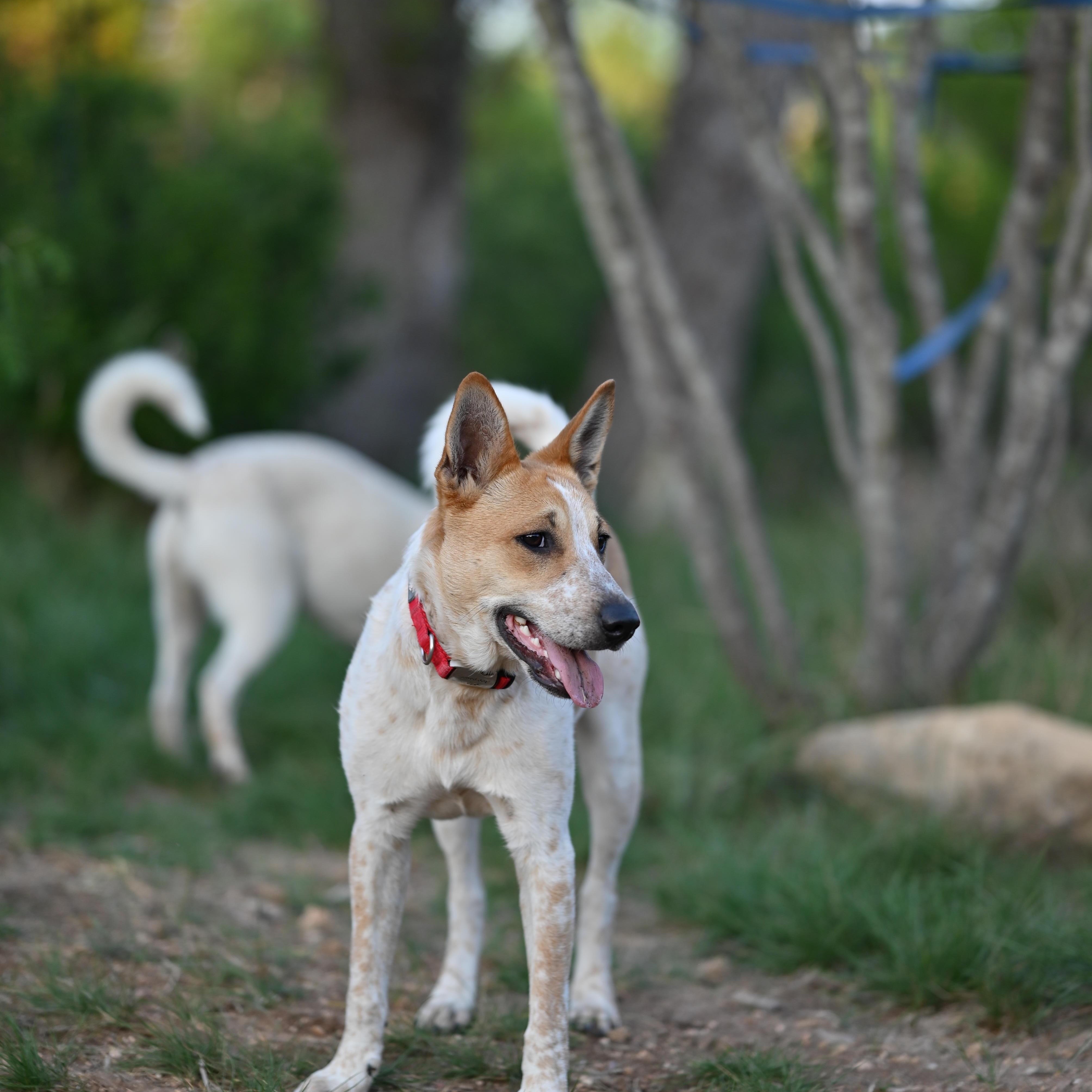 Enlarge Tristan, a Adoptable mixed breed in Johnson City, TX image 2/3
