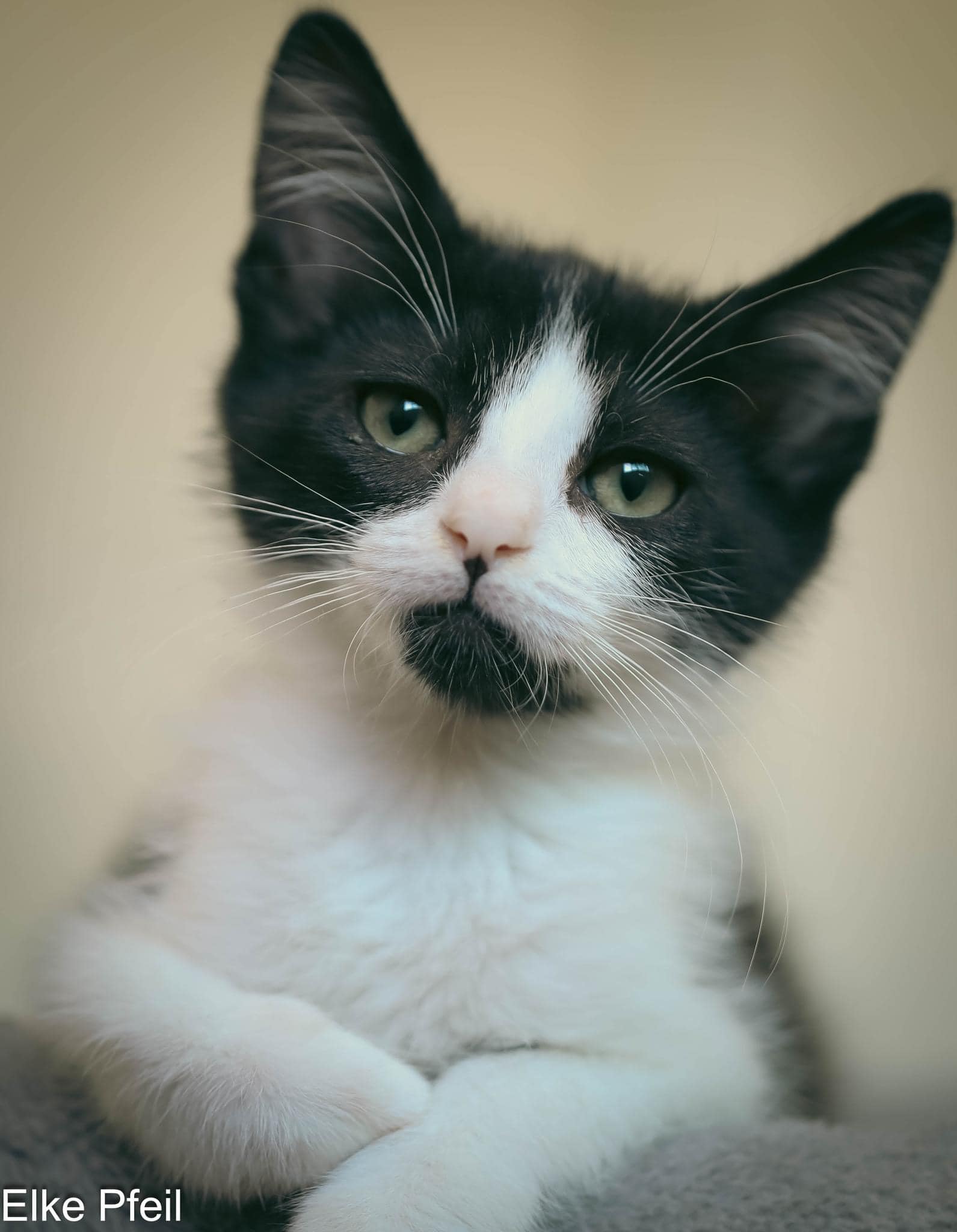 Enlarge WHY WE ARE THE BEST TO ADOPT FROM!, a Adoptable Domestic Short Hair in Rocklin, CA image 3/6