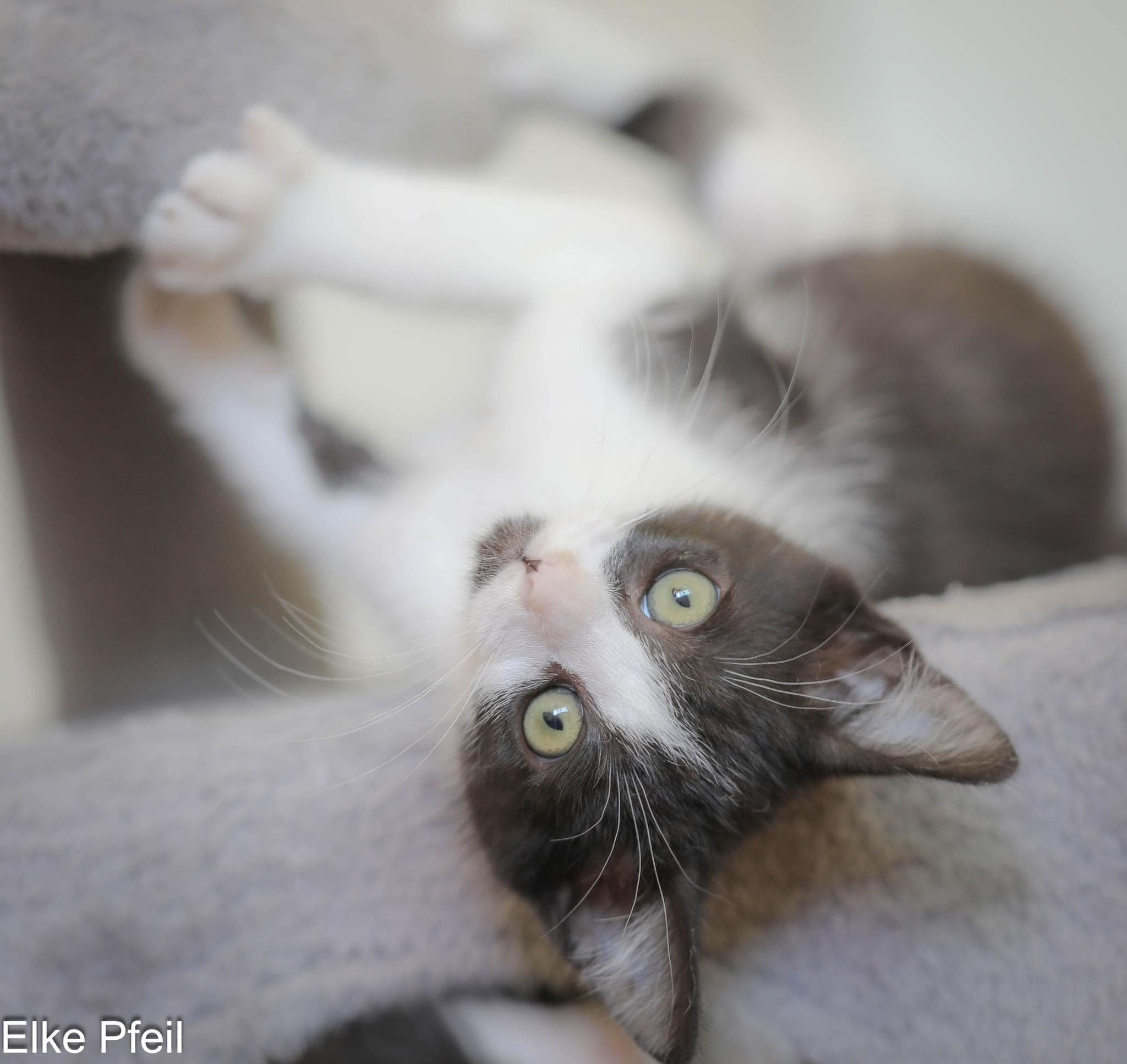 Enlarge WHY WE ARE THE BEST TO ADOPT FROM!, a Adoptable Domestic Short Hair in Rocklin, CA image 4/6