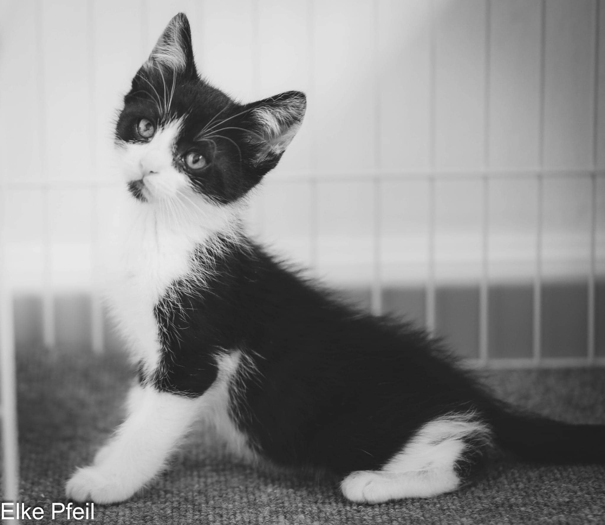 Enlarge WHY WE ARE THE BEST TO ADOPT FROM!, a Adoptable Domestic Short Hair in Rocklin, CA image 5/6