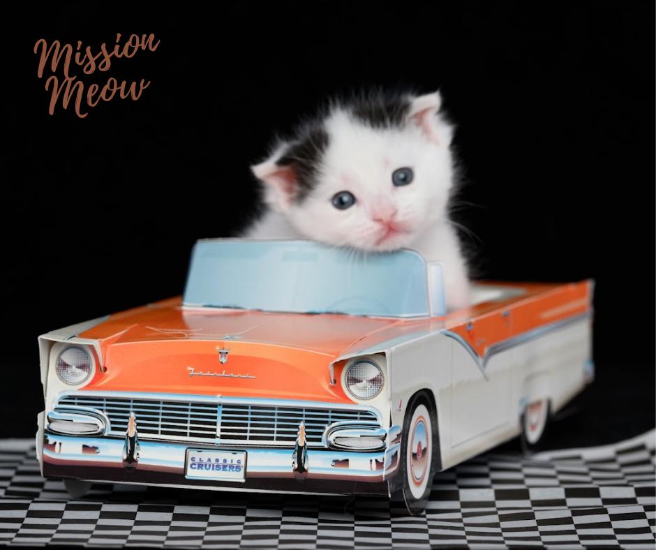 WHY WE ARE THE BEST TO ADOPT FROM!, Adoptable, Kitten Female Domestic Short Hair.