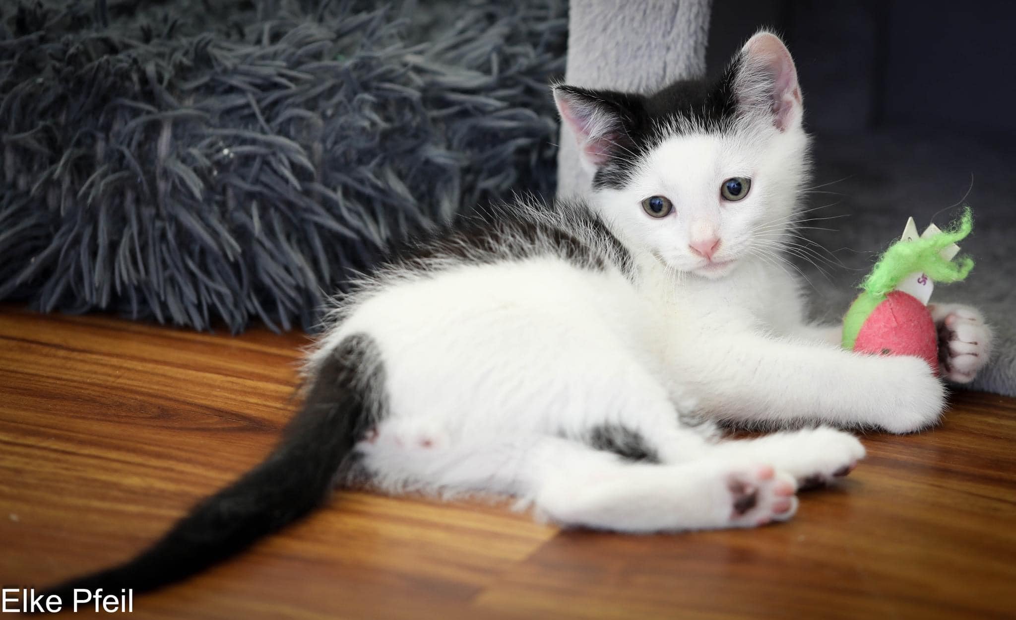 Enlarge WHY WE ARE THE BEST TO ADOPT FROM!, a Adoptable Domestic Short Hair in Rocklin, CA image 6/6