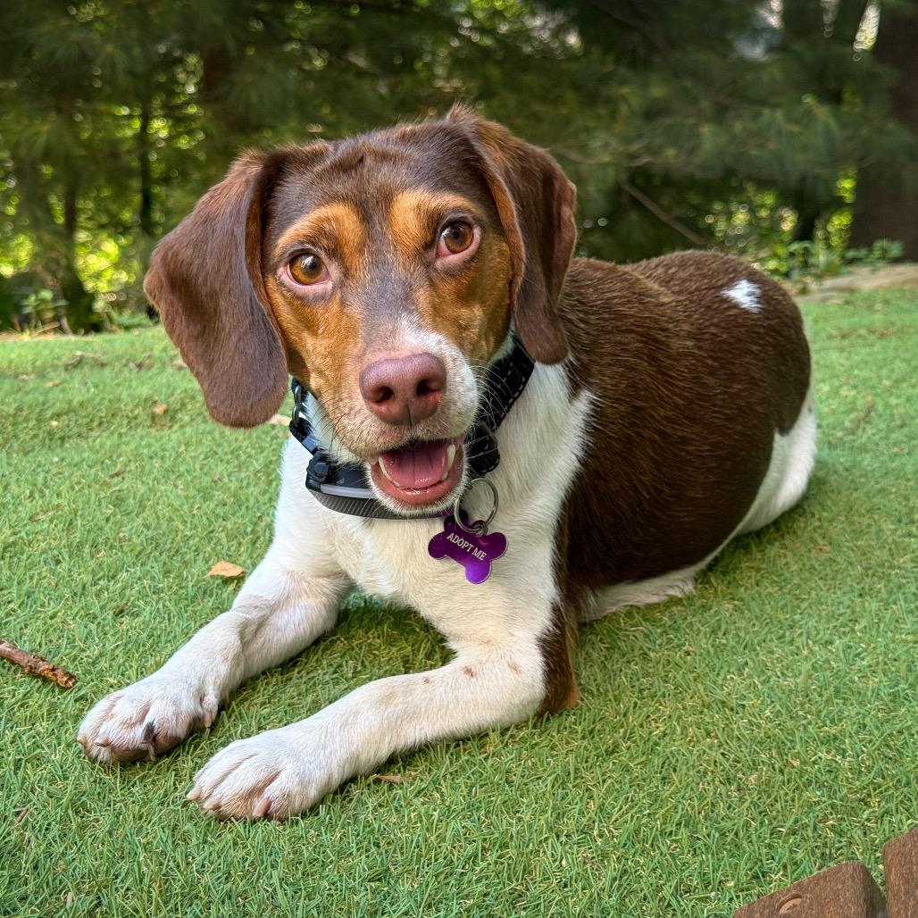 Bobby, Adoptable, Young Male Beagle & Mixed Breed.