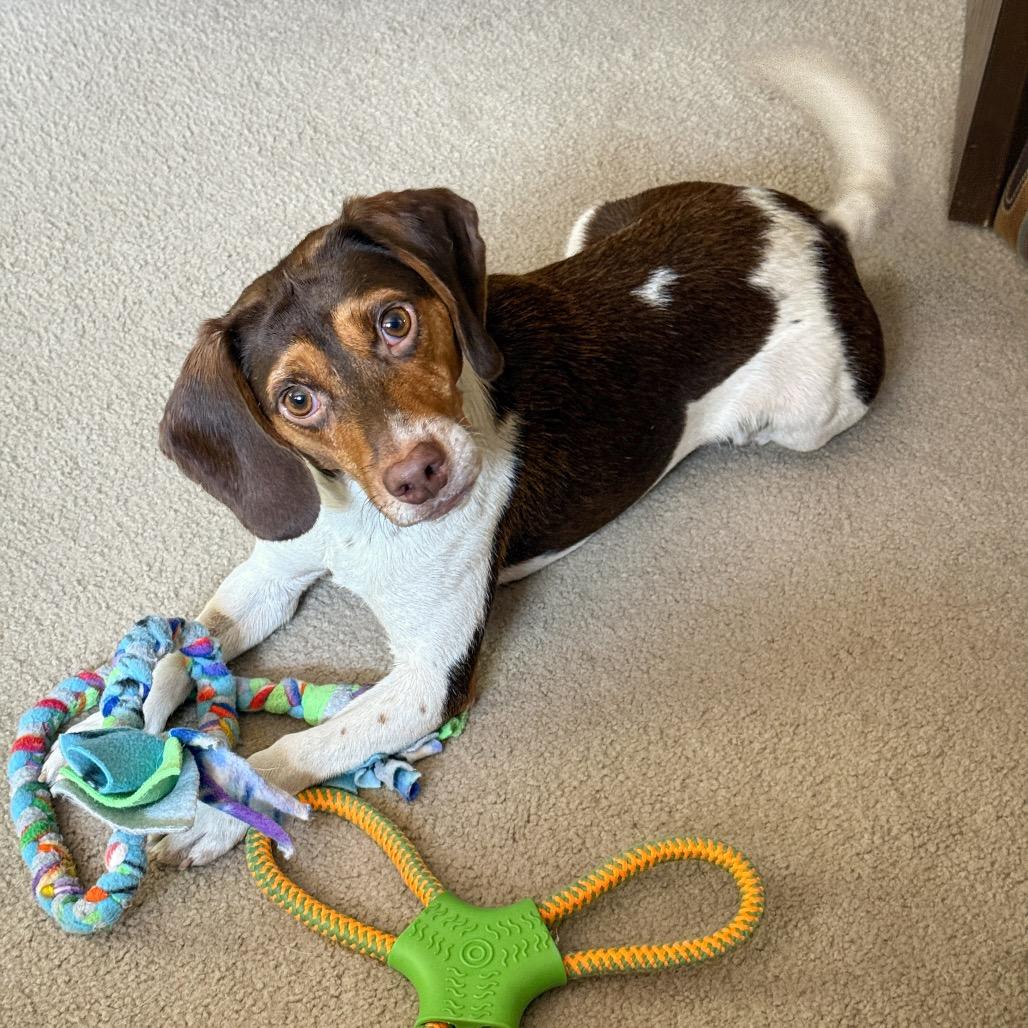 Enlarge Bobby, a Adoptable mixed breed in Crystal, MN image 2/5