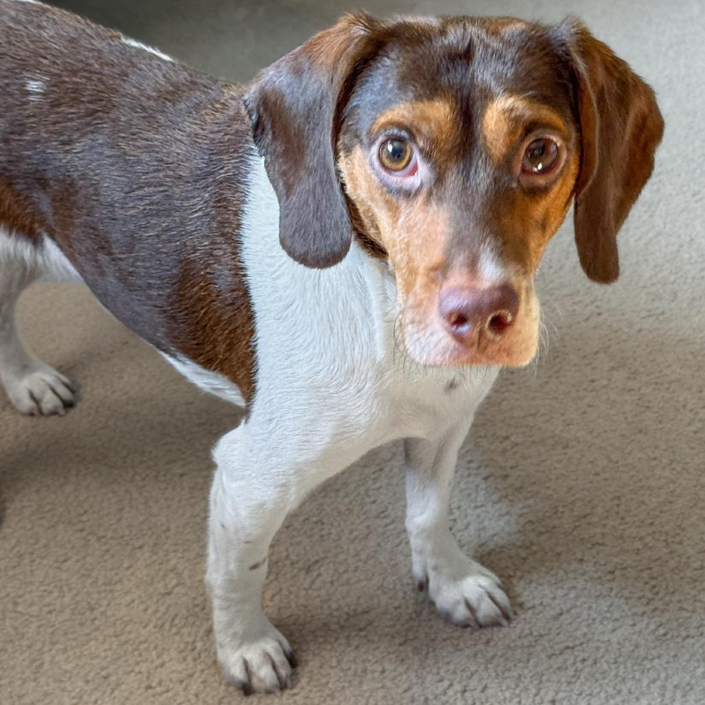 Enlarge Bobby, a Adoptable mixed breed in Crystal, MN image 4/5