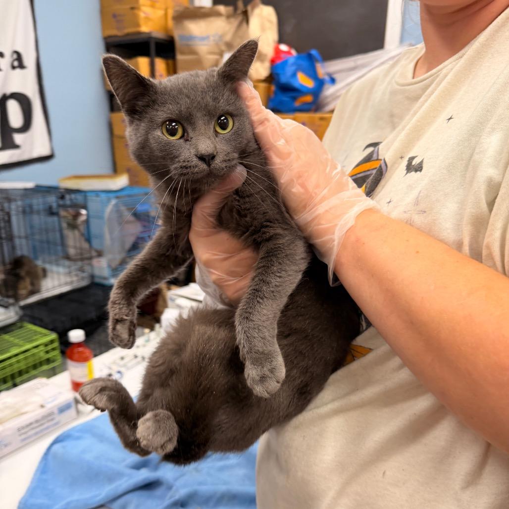 Jasmine, Adoptable, Adult Female Domestic Short Hair.