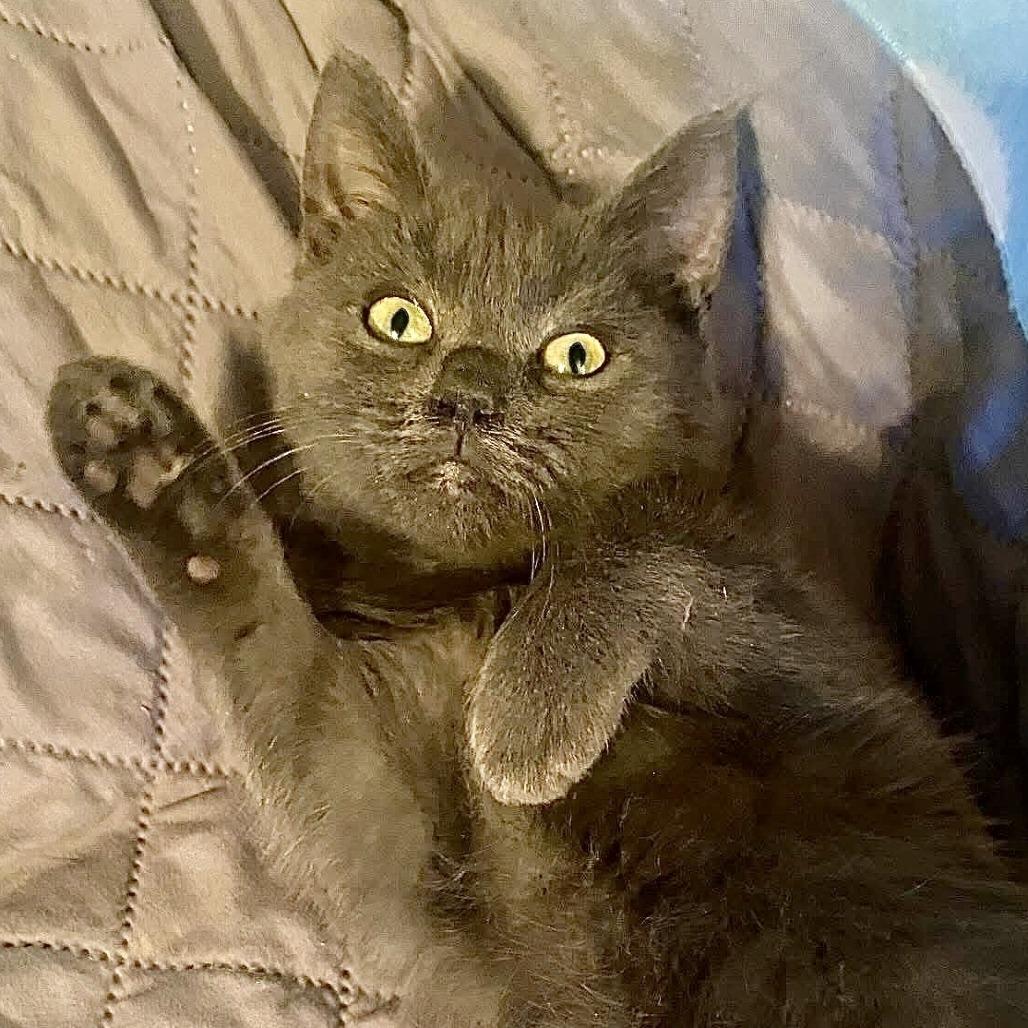 Cricket, Adoptable, Kitten Female Domestic Short Hair.