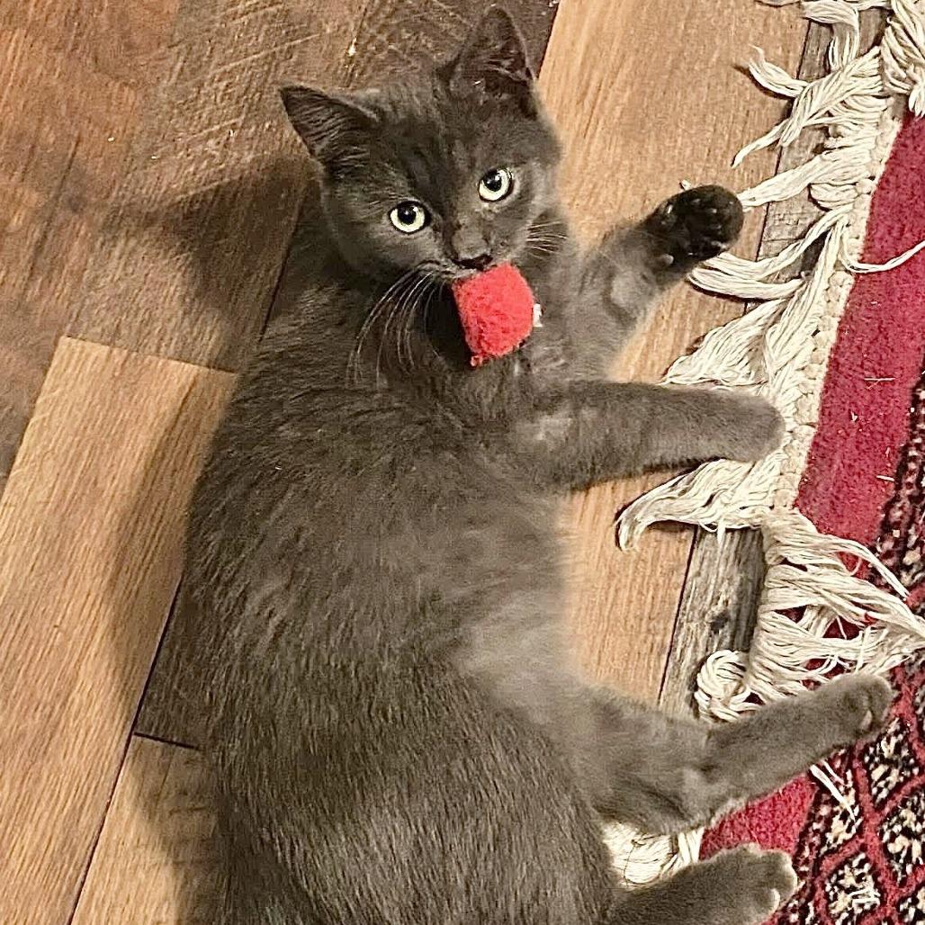 Cricket, a Adoptable Domestic Short Hair in Marshall, VA image 2/2