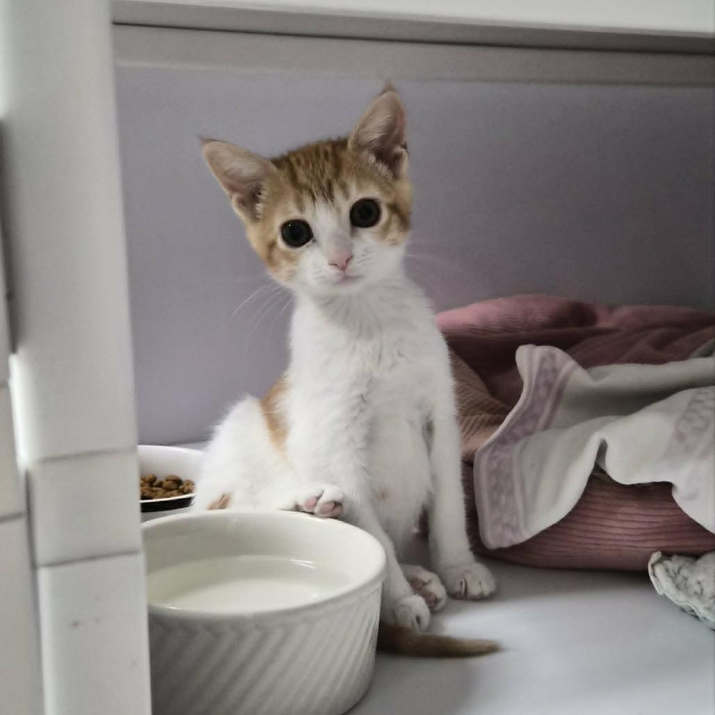 Jatna, a Adoptable Domestic Medium Hair in Las Cruces, NM image 1/4