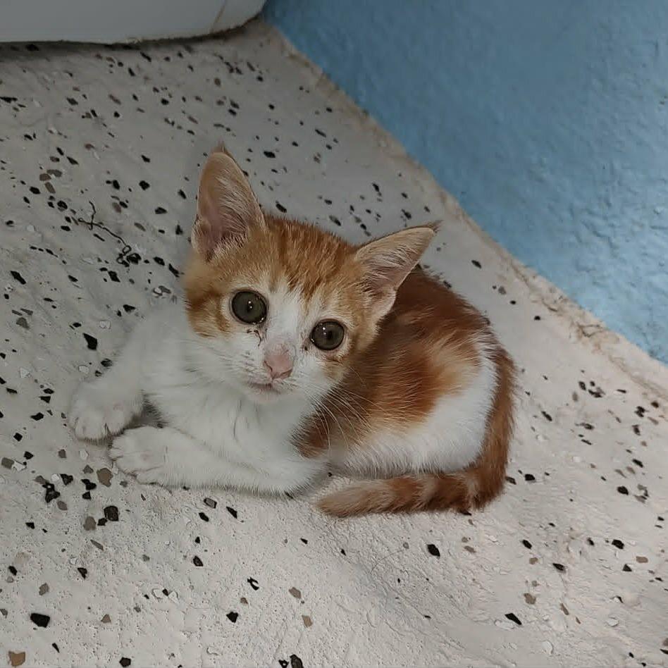 Jatna, a Adoptable Domestic Medium Hair in Las Cruces, NM image 2/4