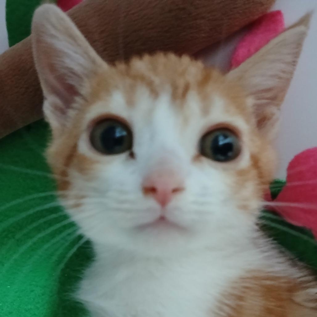 Jatna, a Adoptable Domestic Medium Hair in Las Cruces, NM image 3/4