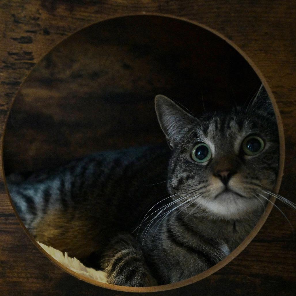 Cahoots, Adoptable, Adult Female Domestic Short Hair.