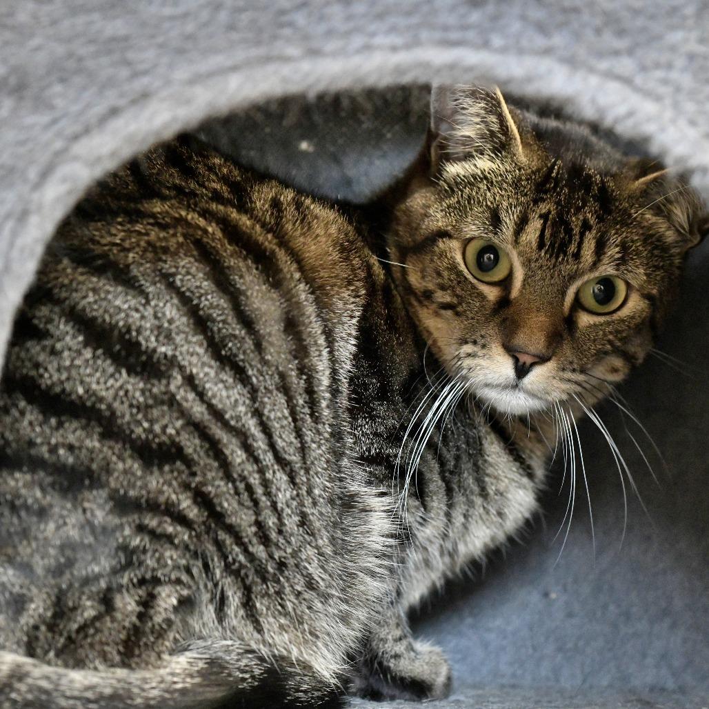 Enlarge Cahoots, a Adoptable Domestic Short Hair in Chilliwack, BC image 2/2