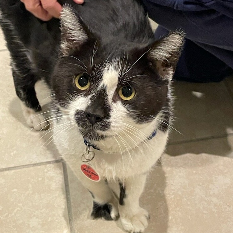 Hermit, Adoptable, Adult Male Domestic Short Hair.