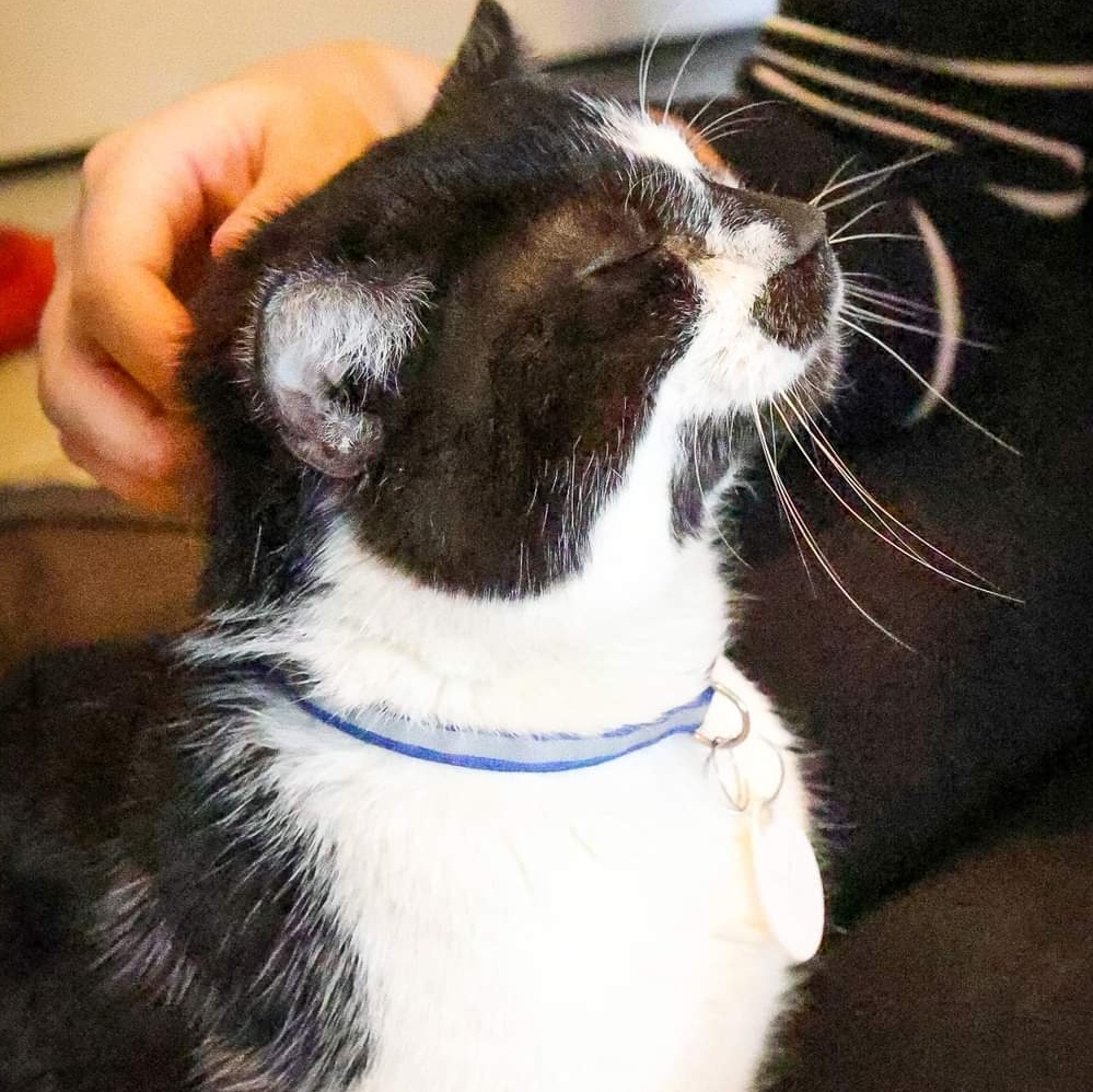 Enlarge Hermit, a Adoptable Domestic Short Hair in Elwood, IN image 2/6