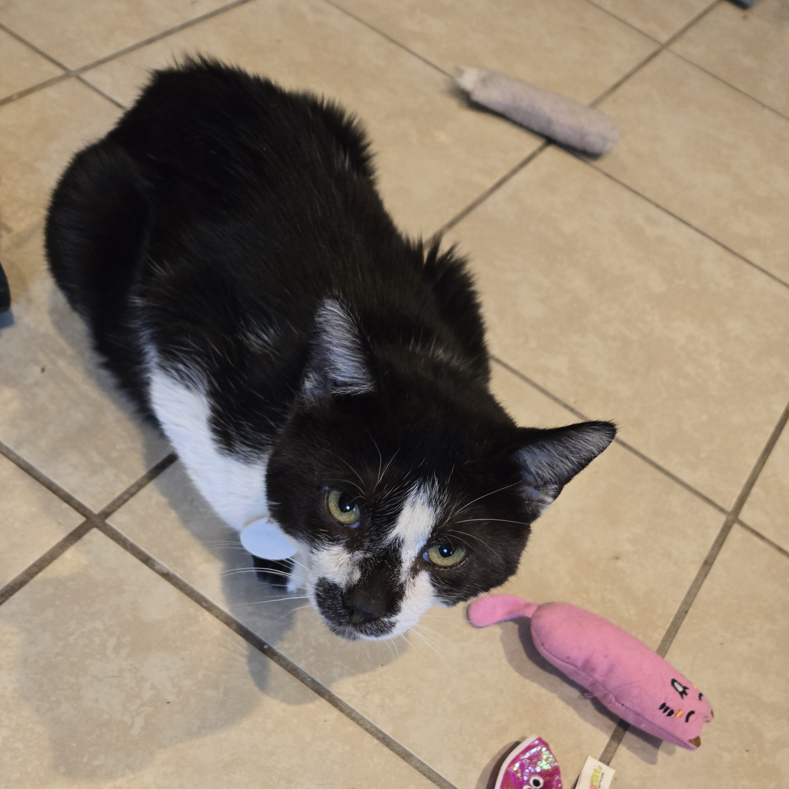 Enlarge Hermit, a Adoptable Domestic Short Hair in Elwood, IN image 3/6