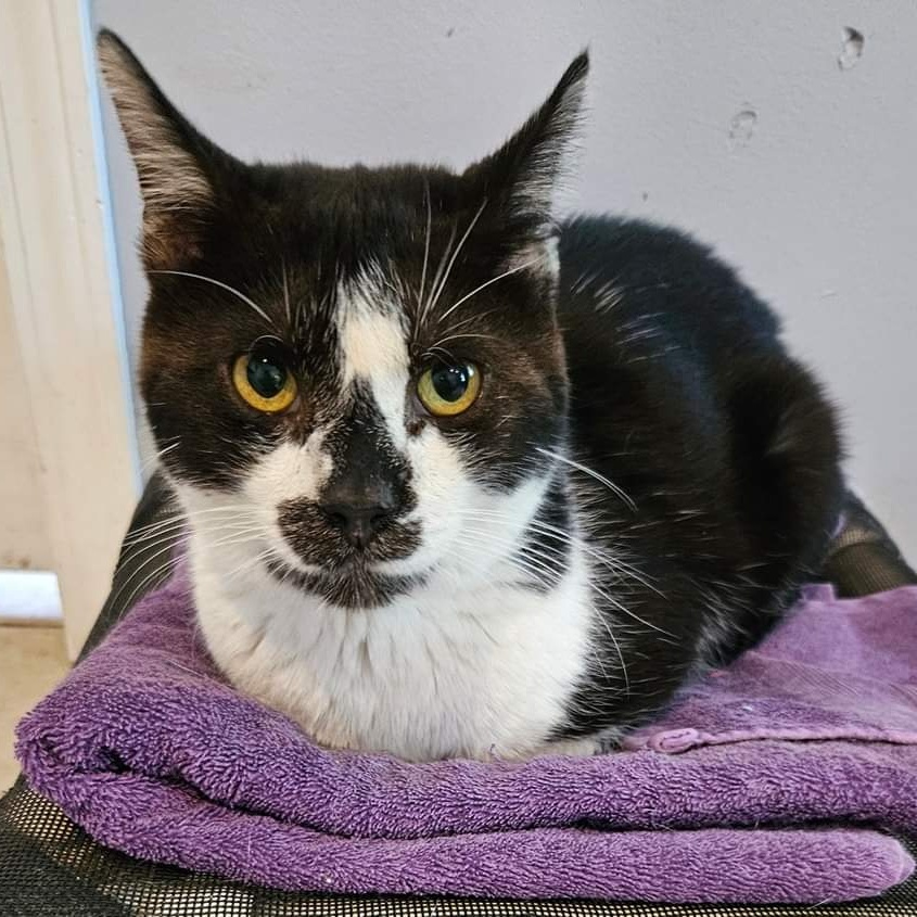 Enlarge Hermit, a Adoptable Domestic Short Hair in Elwood, IN image 4/6