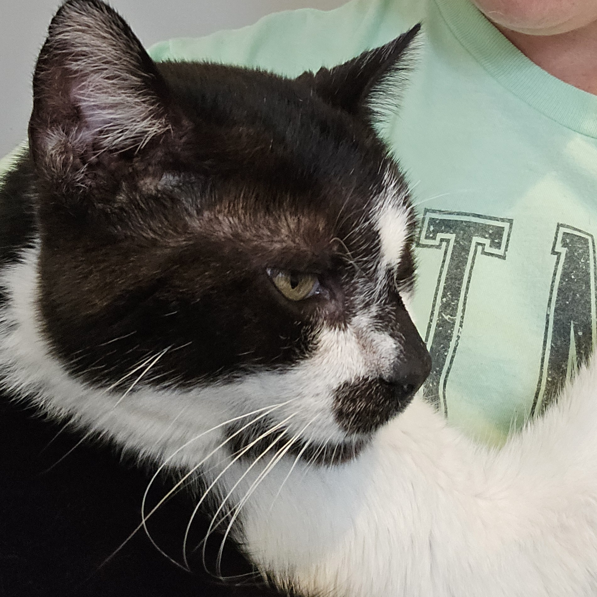 Enlarge Hermit, a Adoptable Domestic Short Hair in Elwood, IN image 5/6