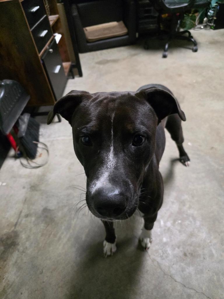 Enlarge Socks, a Adoptable mixed breed in Rockport, TX image 1/6