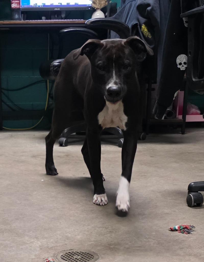 Enlarge Socks, a Adoptable mixed breed in Rockport, TX image 2/5