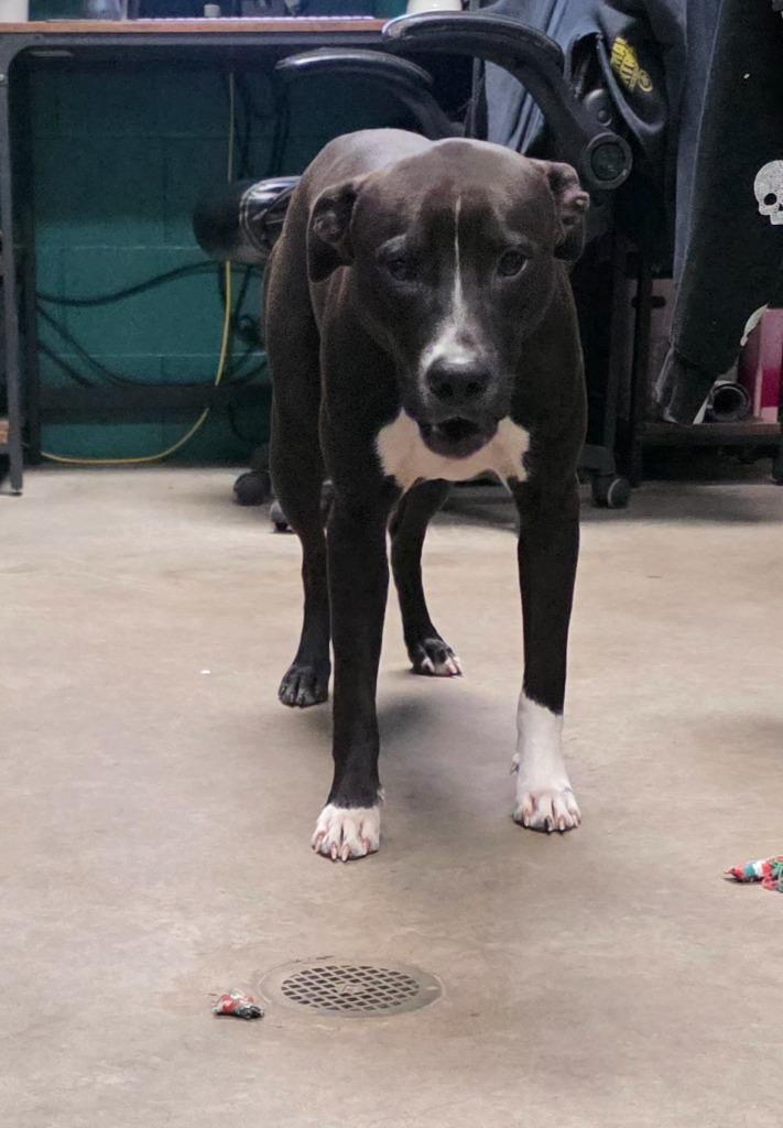 Enlarge Socks, a Adoptable mixed breed in Rockport, TX image 3/6