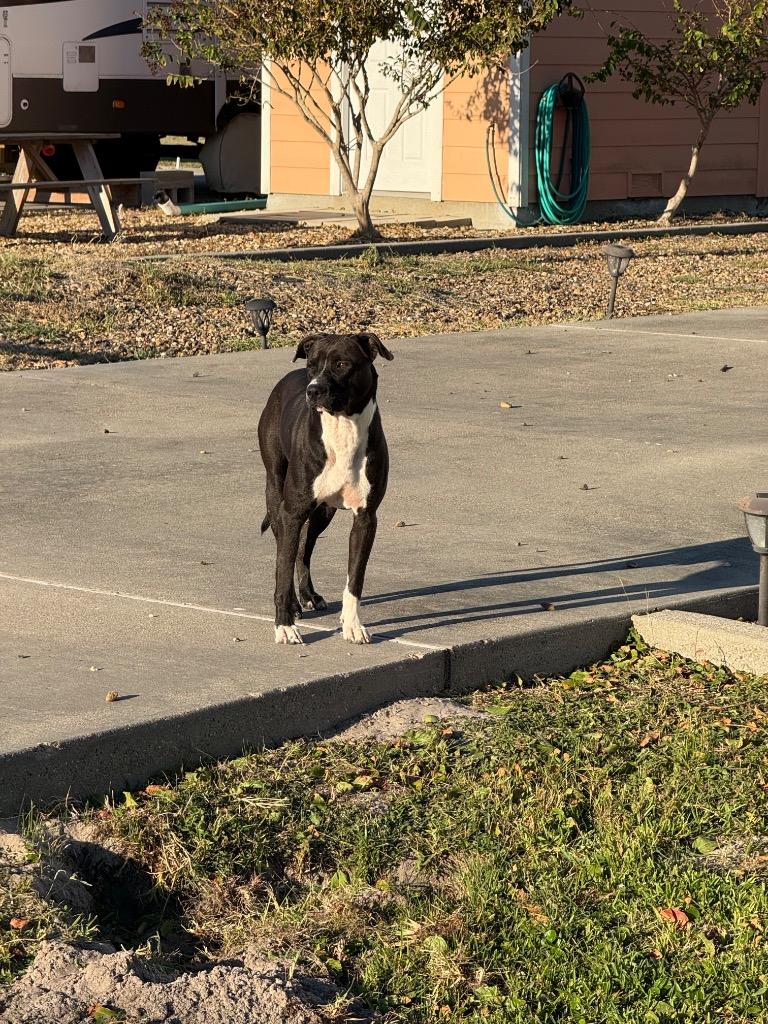 Enlarge Socks, a Adoptable mixed breed in Rockport, TX image 3/5