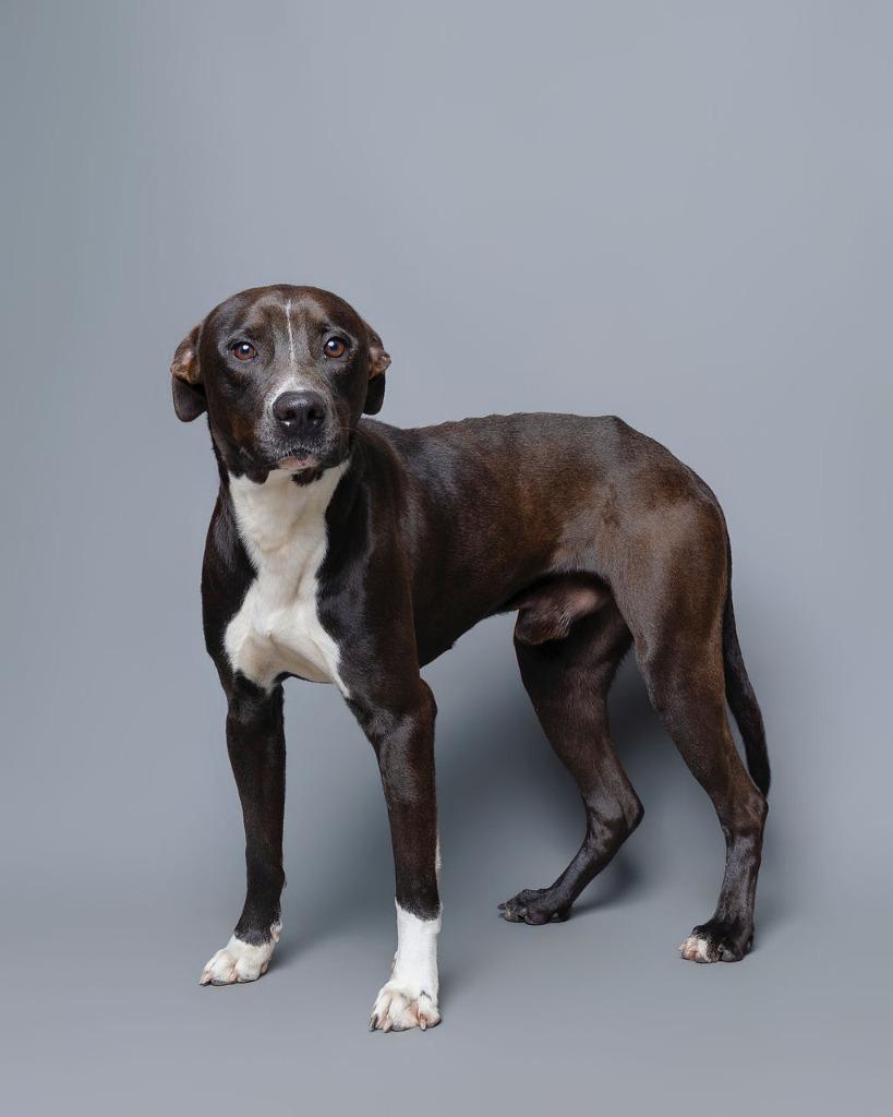 Enlarge Socks, a Adoptable mixed breed in Rockport, TX image 4/6