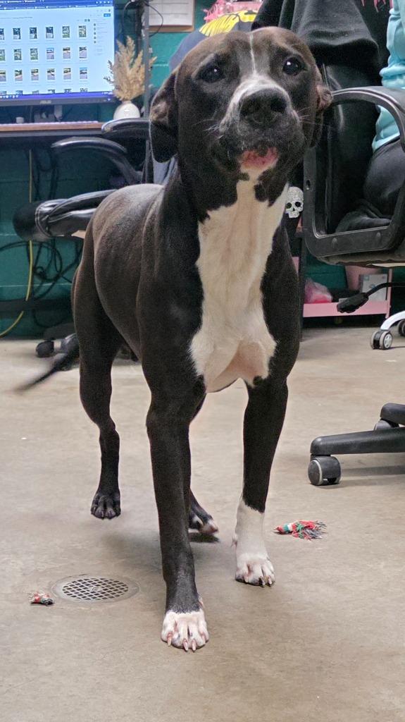 Enlarge Socks, a Adoptable mixed breed in Rockport, TX image 6/6