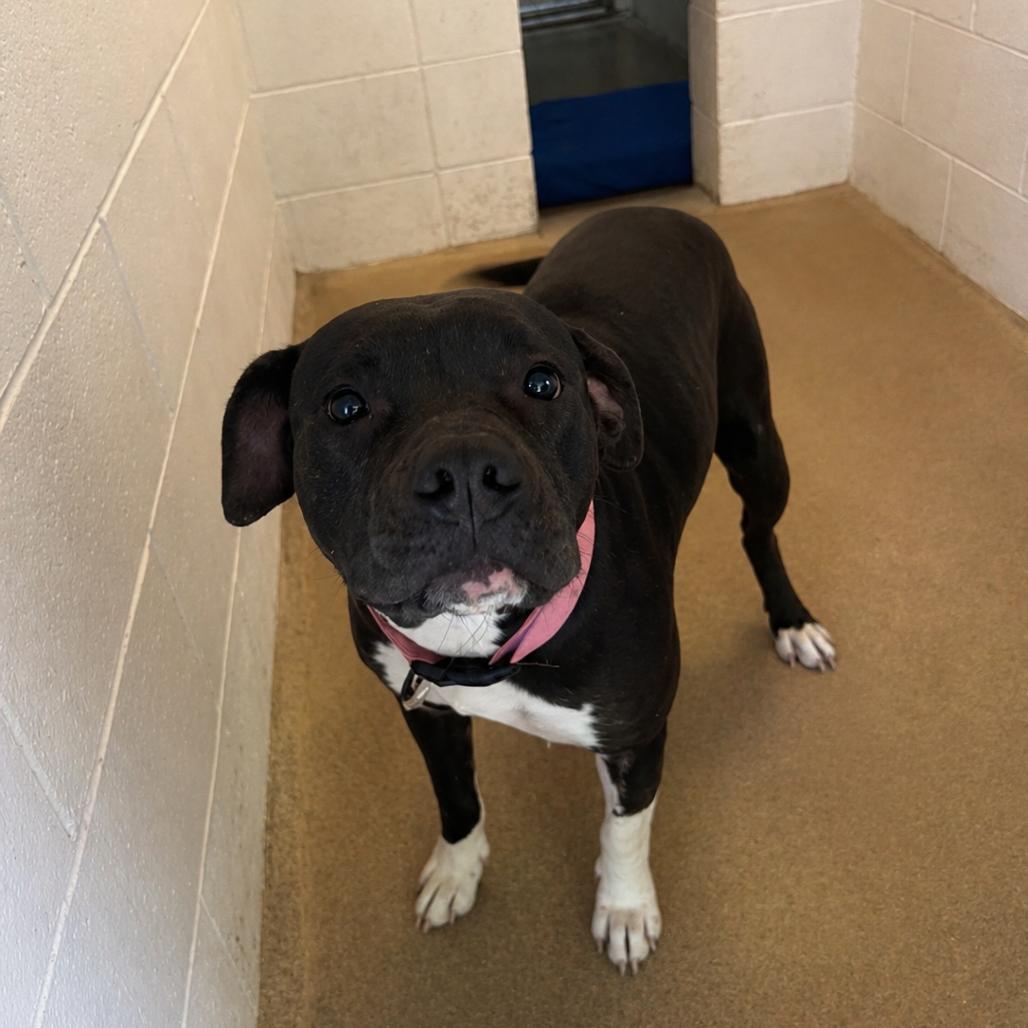 Enlarge Bella 26-0286, a Adoptable Mixed Breed in Yanceyville, NC image 1/1