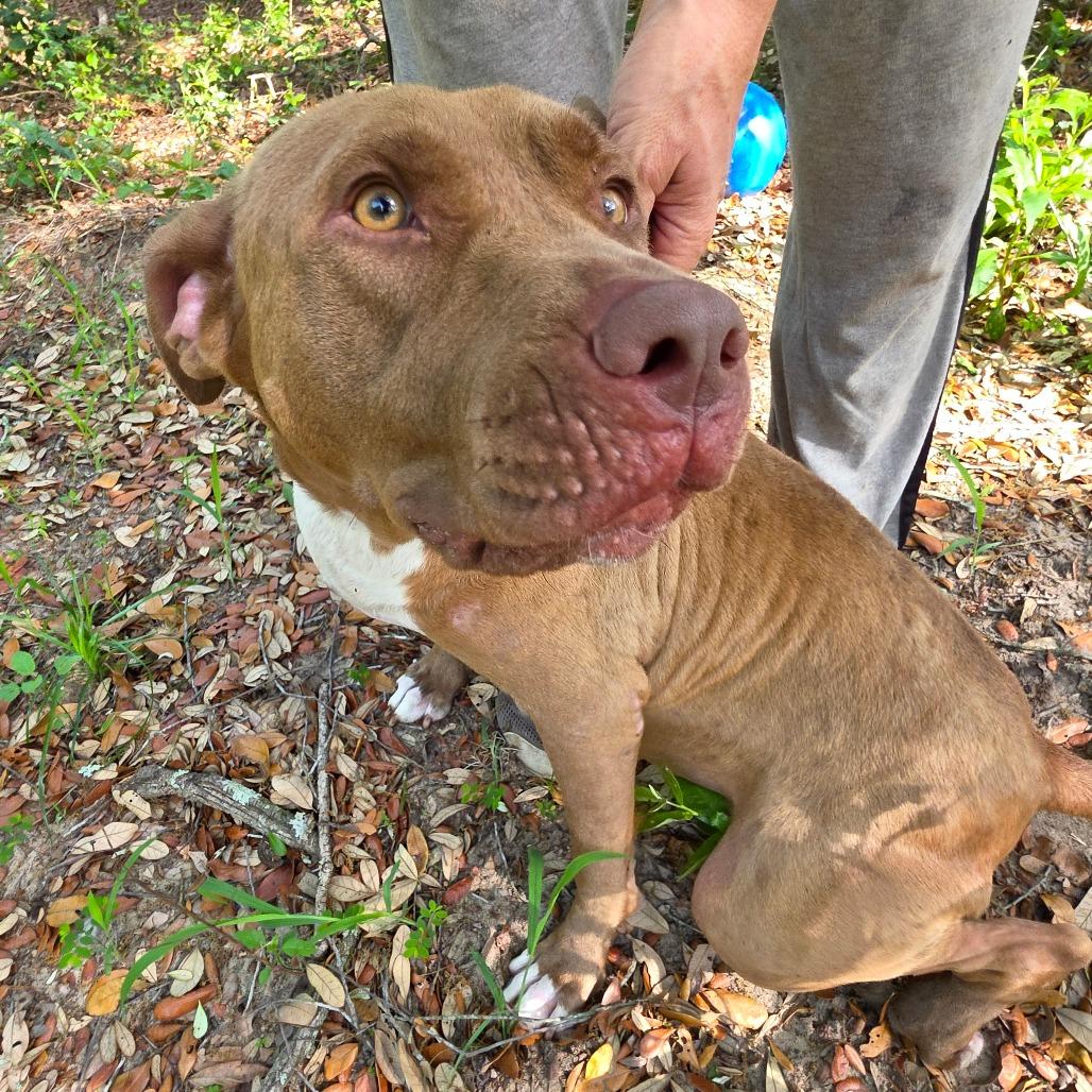 Enlarge Shayla, a Adoptable Pit Bull Terrier in Melrose, FL image 1/3
